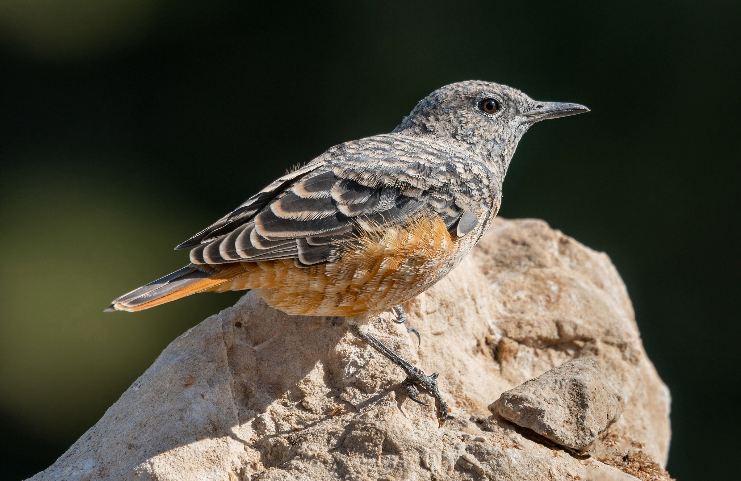 rock thrush