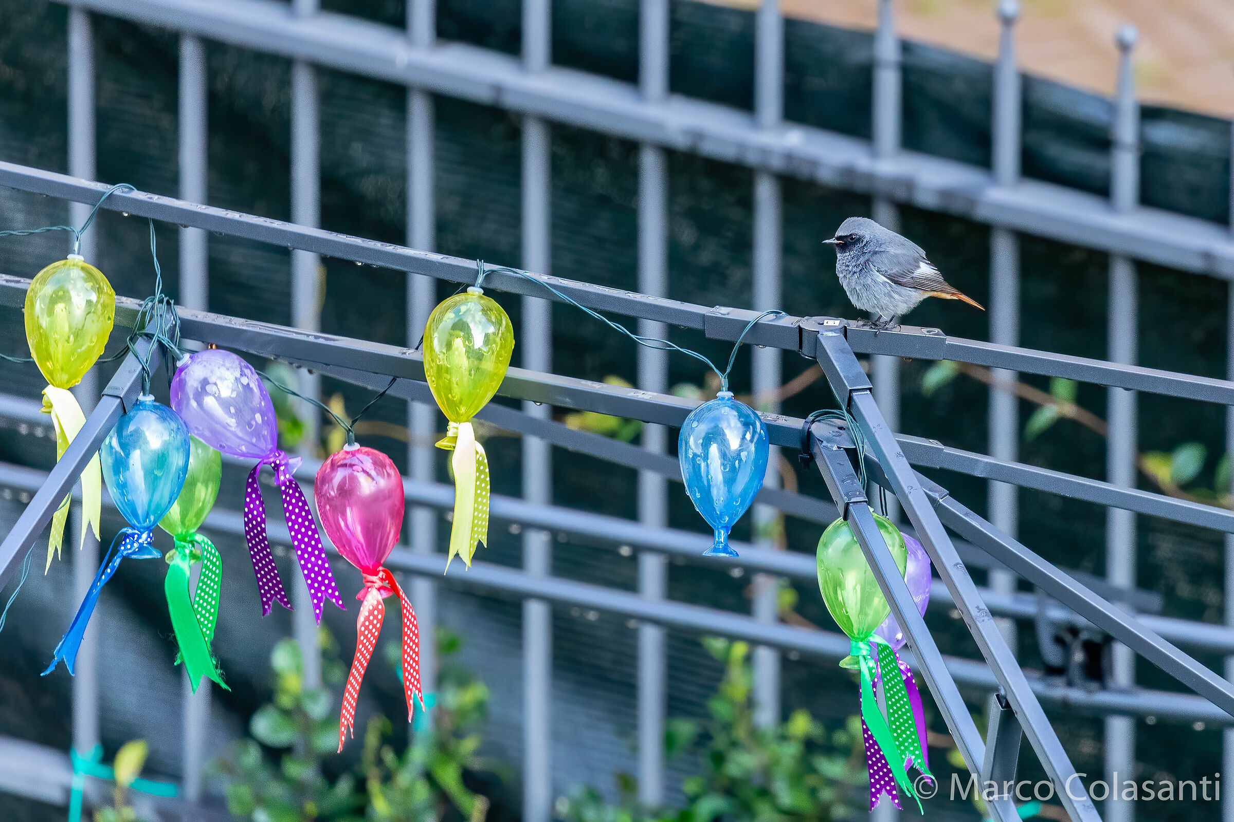 Codirosso sweeps a fireplace at a party