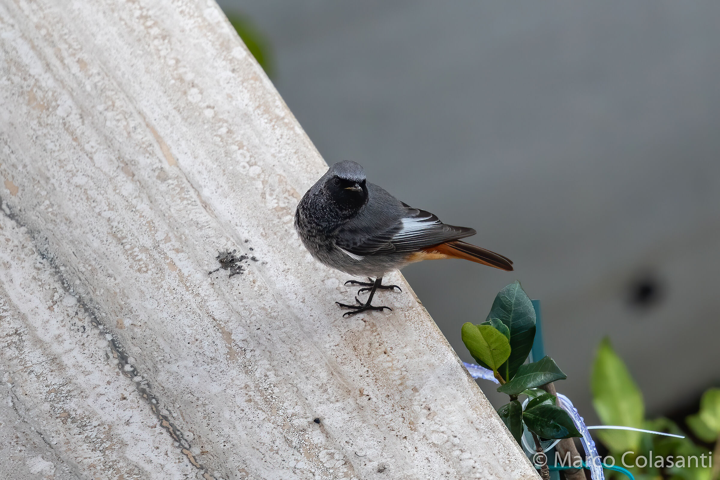 Codirosso fireplace sweeps on the windowswax