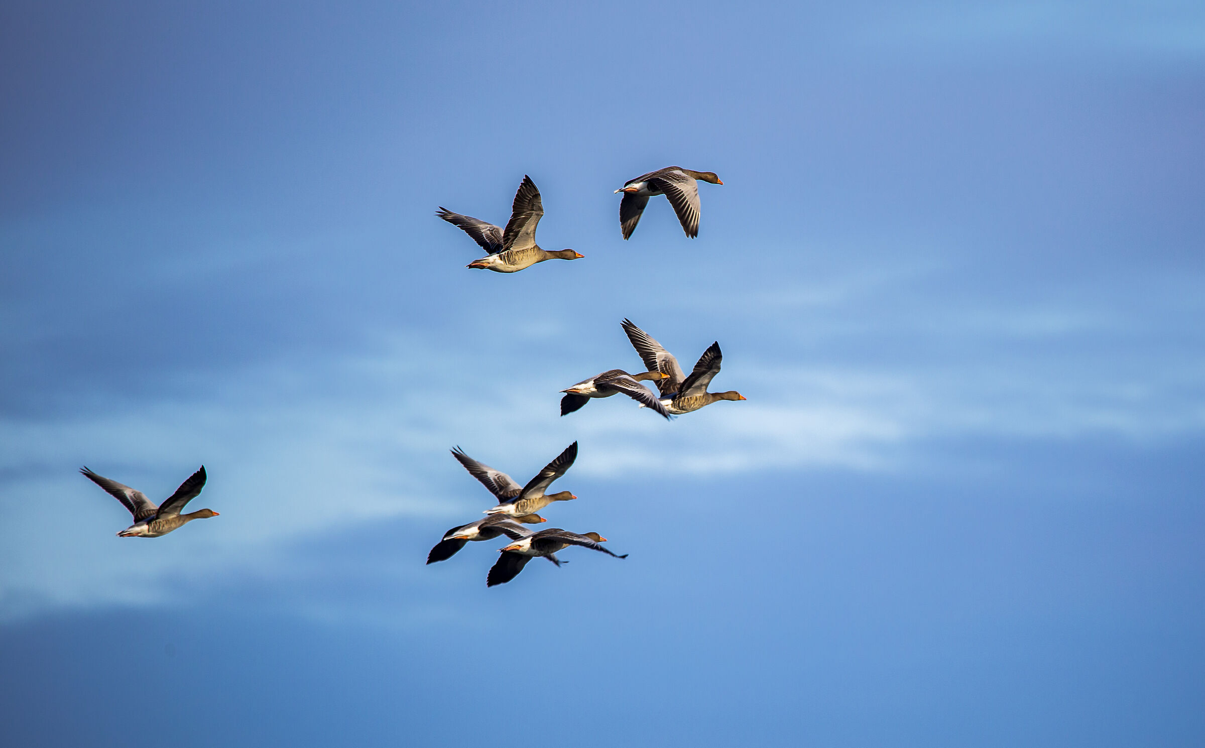 Wild geese in flight