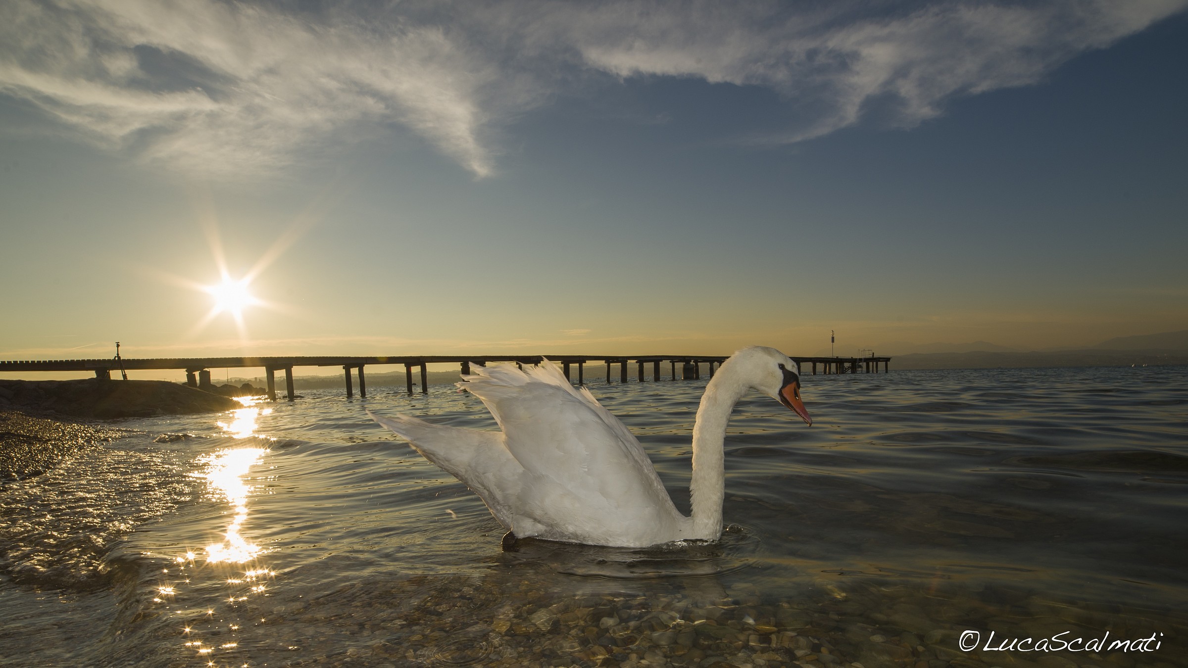 Swan BackLight