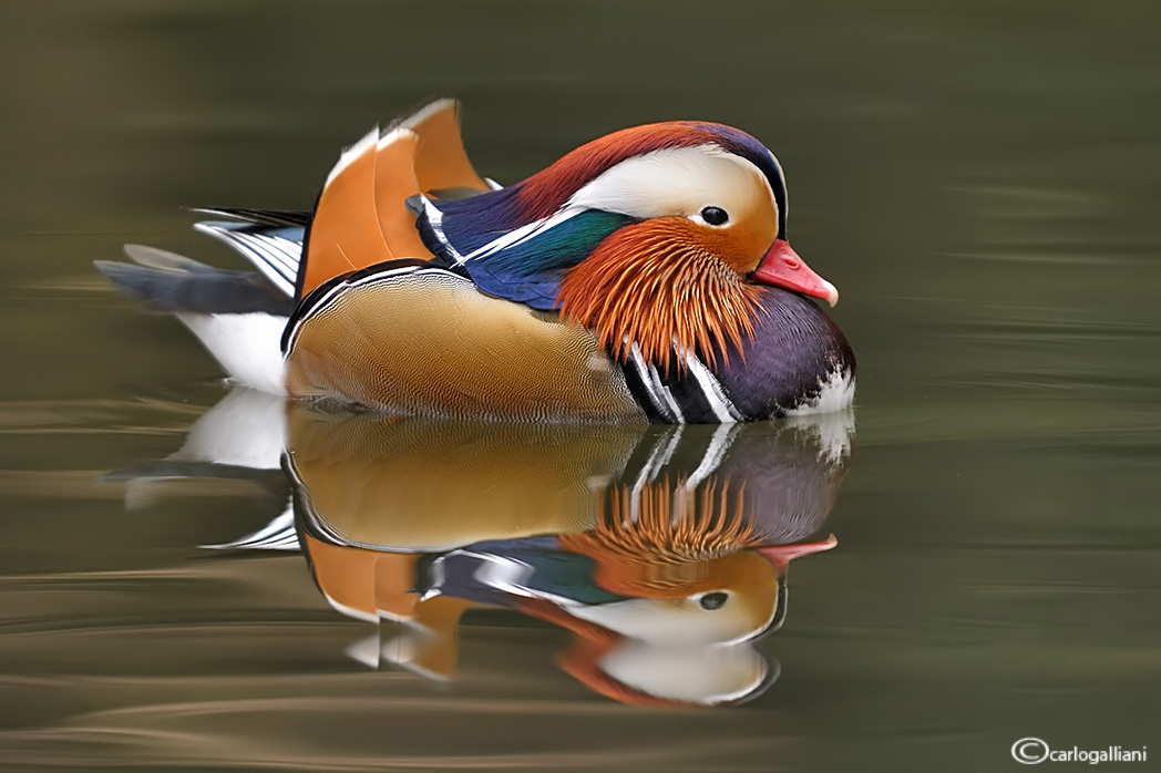 Another Mandarin