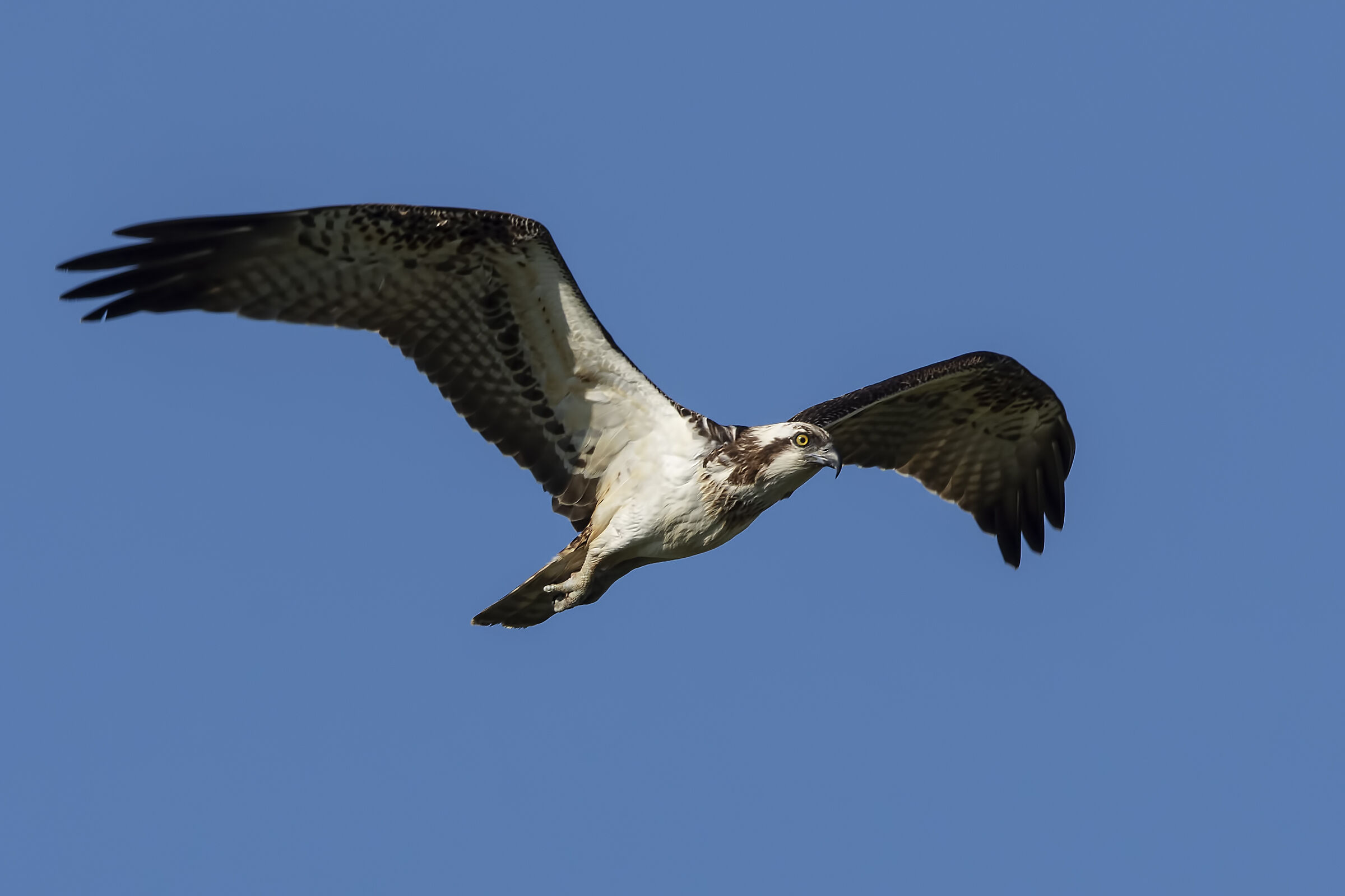 Osprey