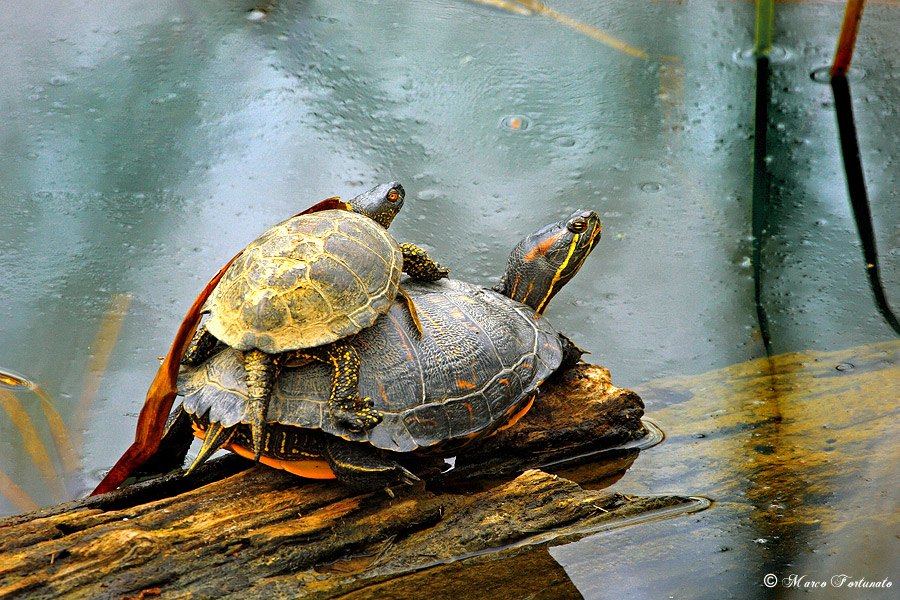 Emys orbicularis e Trachemys scripta