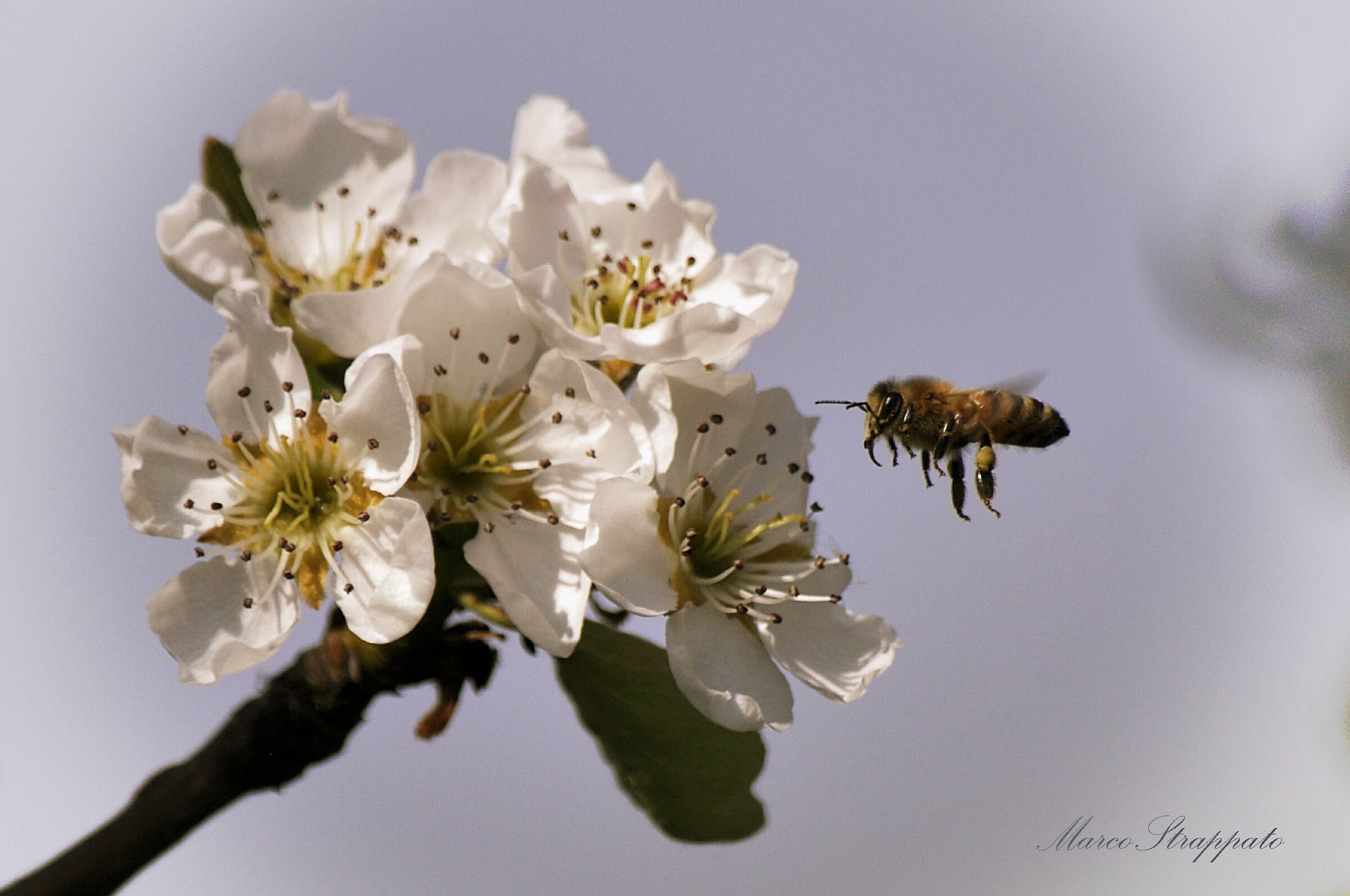 Primavera