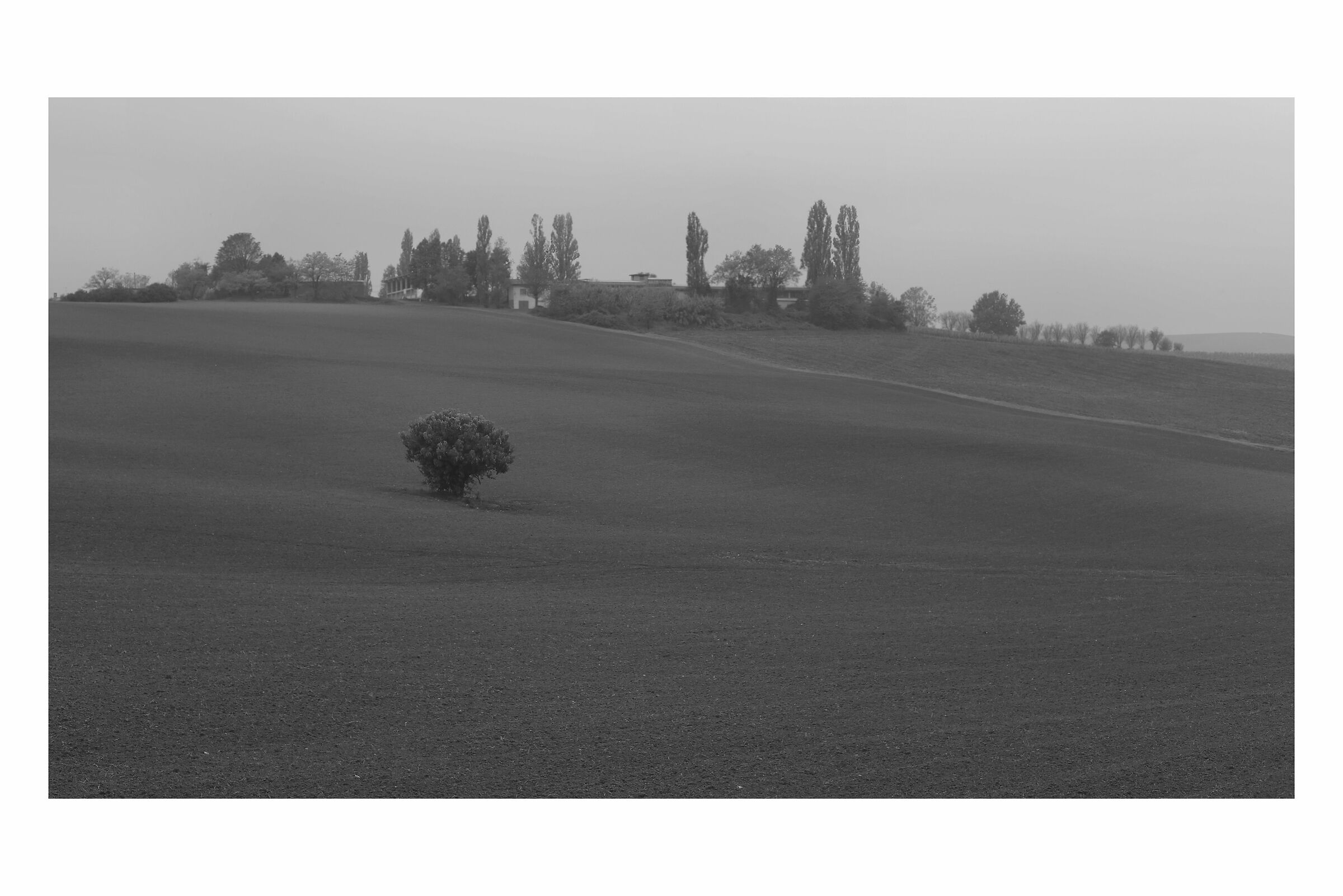 Lonely tree