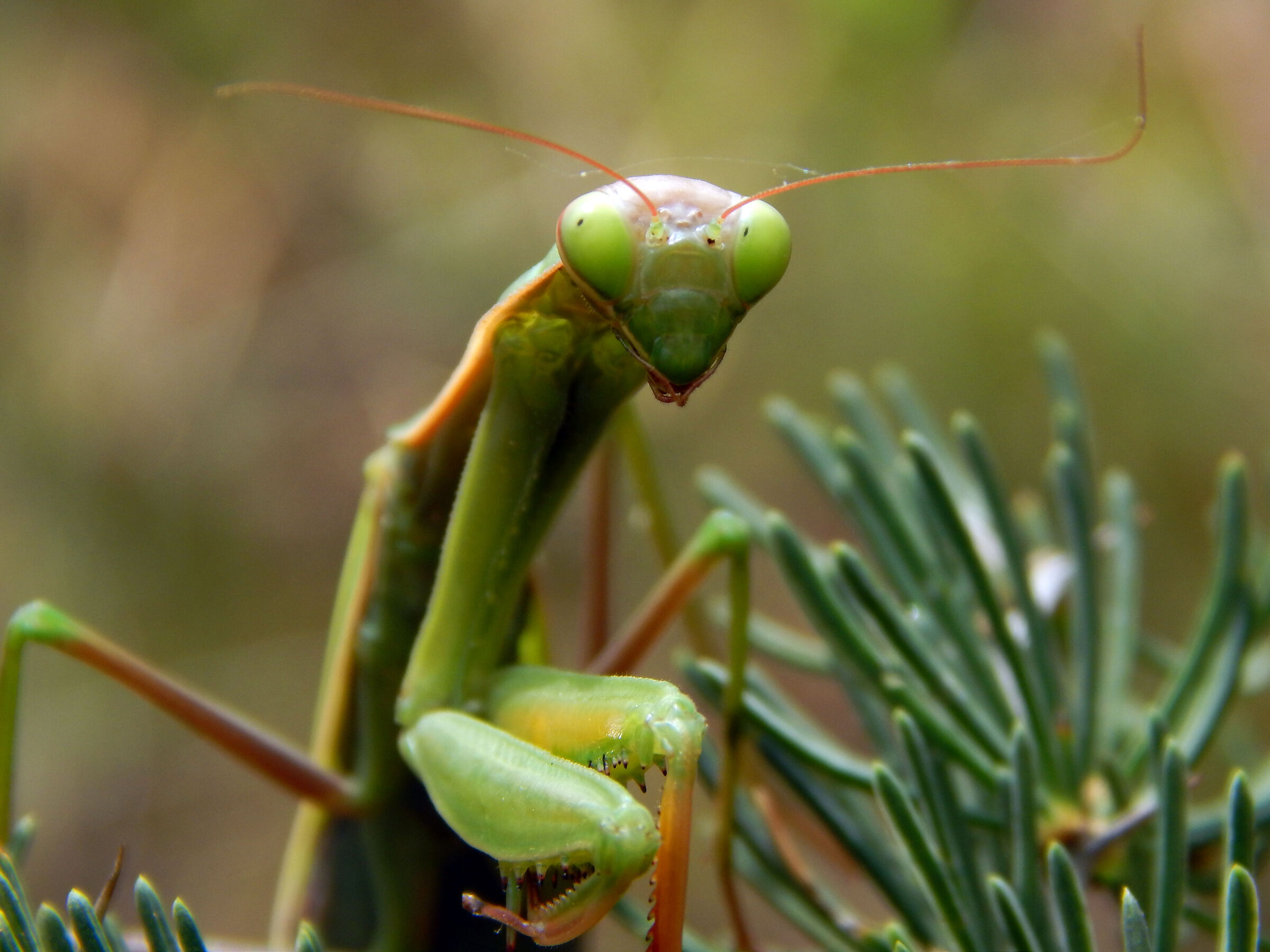 mantide religiosa