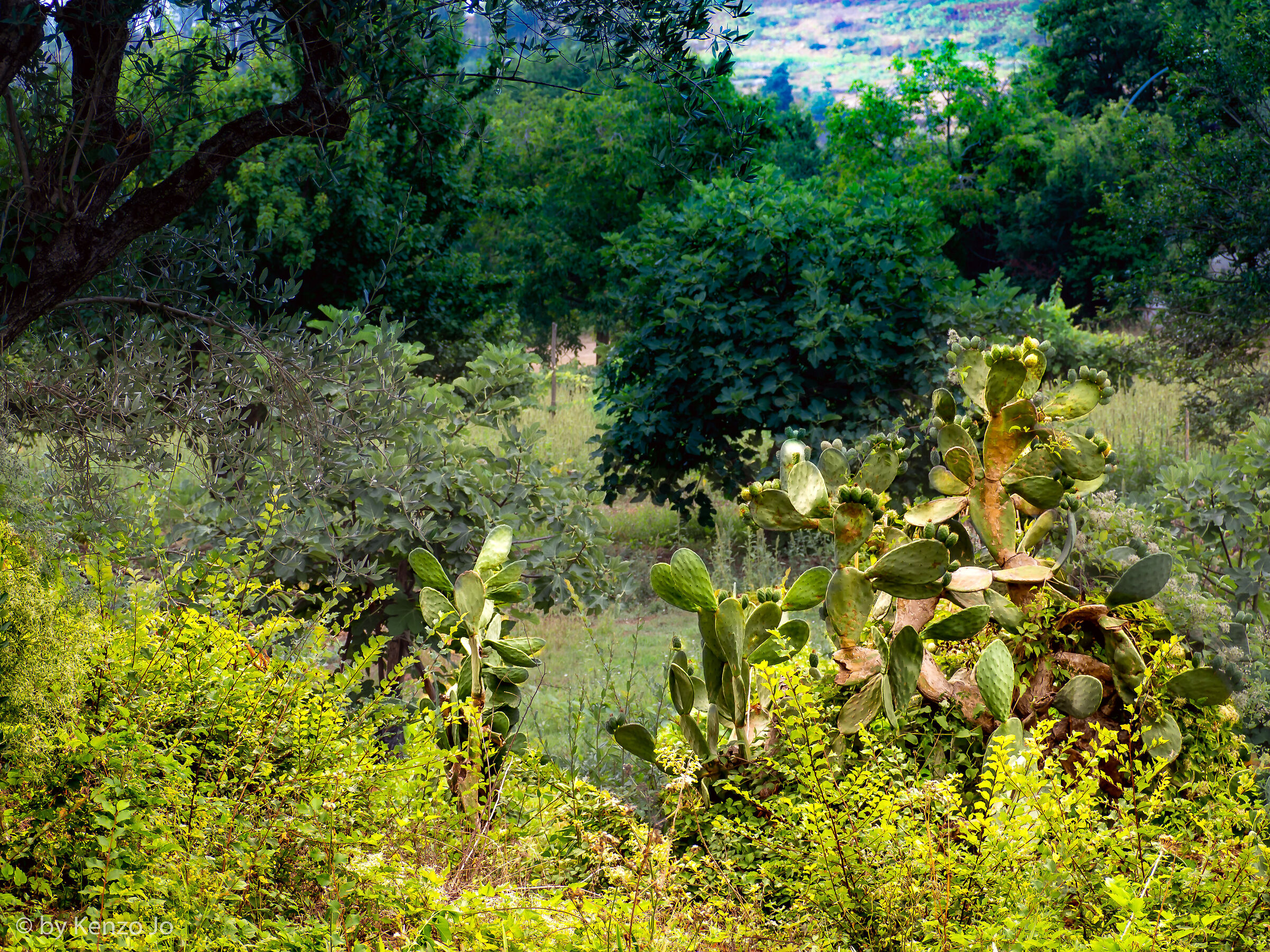 Bosco fra i monti Tifatini