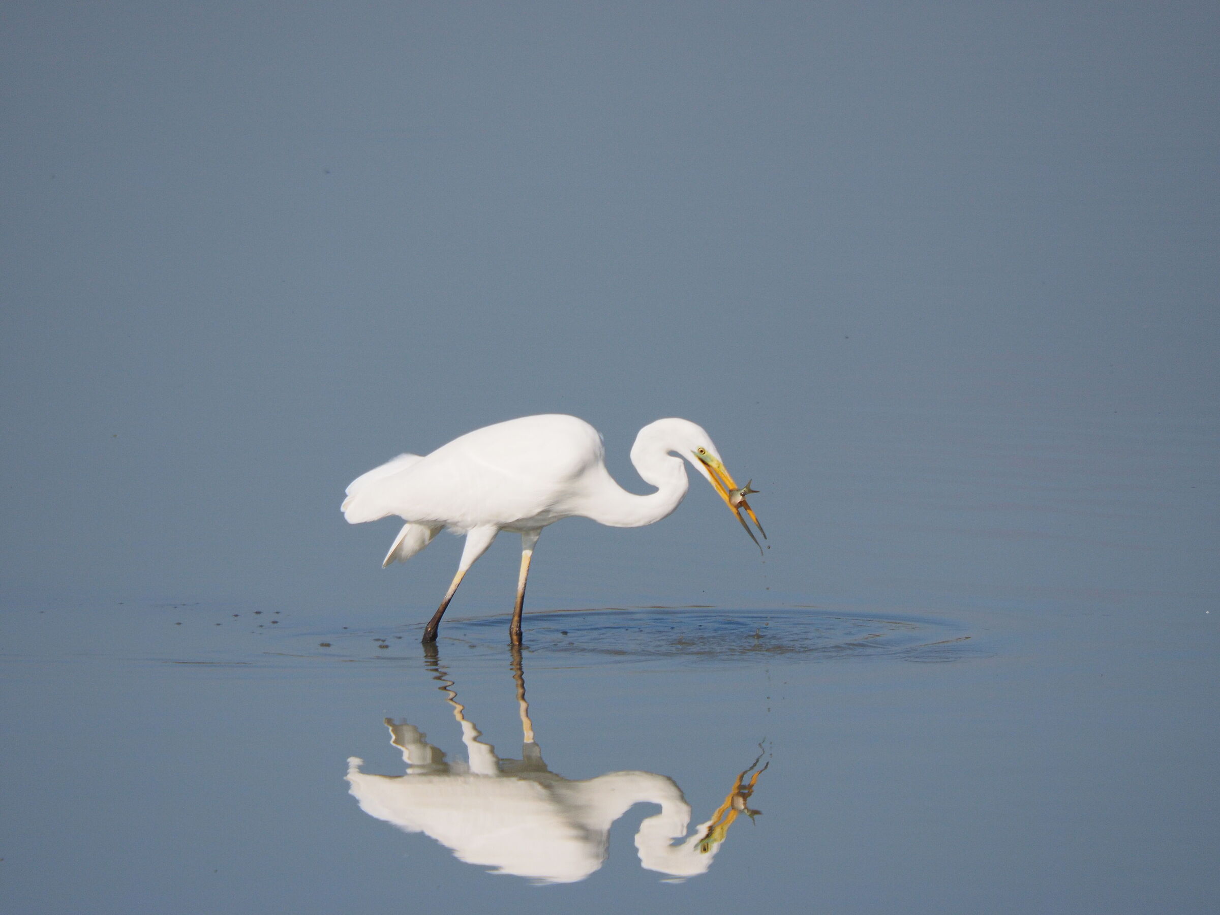 Heron