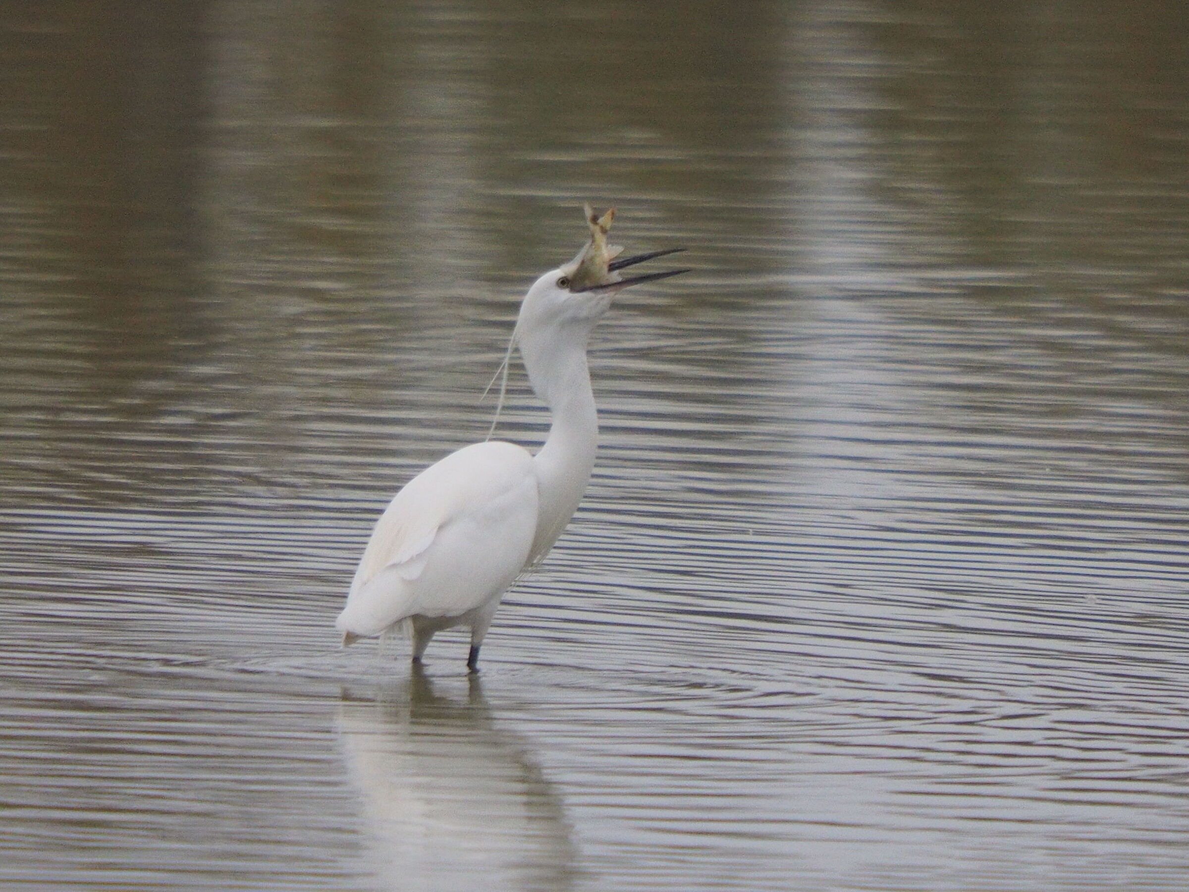 Heron with prey Celestine Oasis