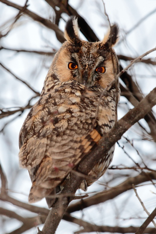 Screech owl