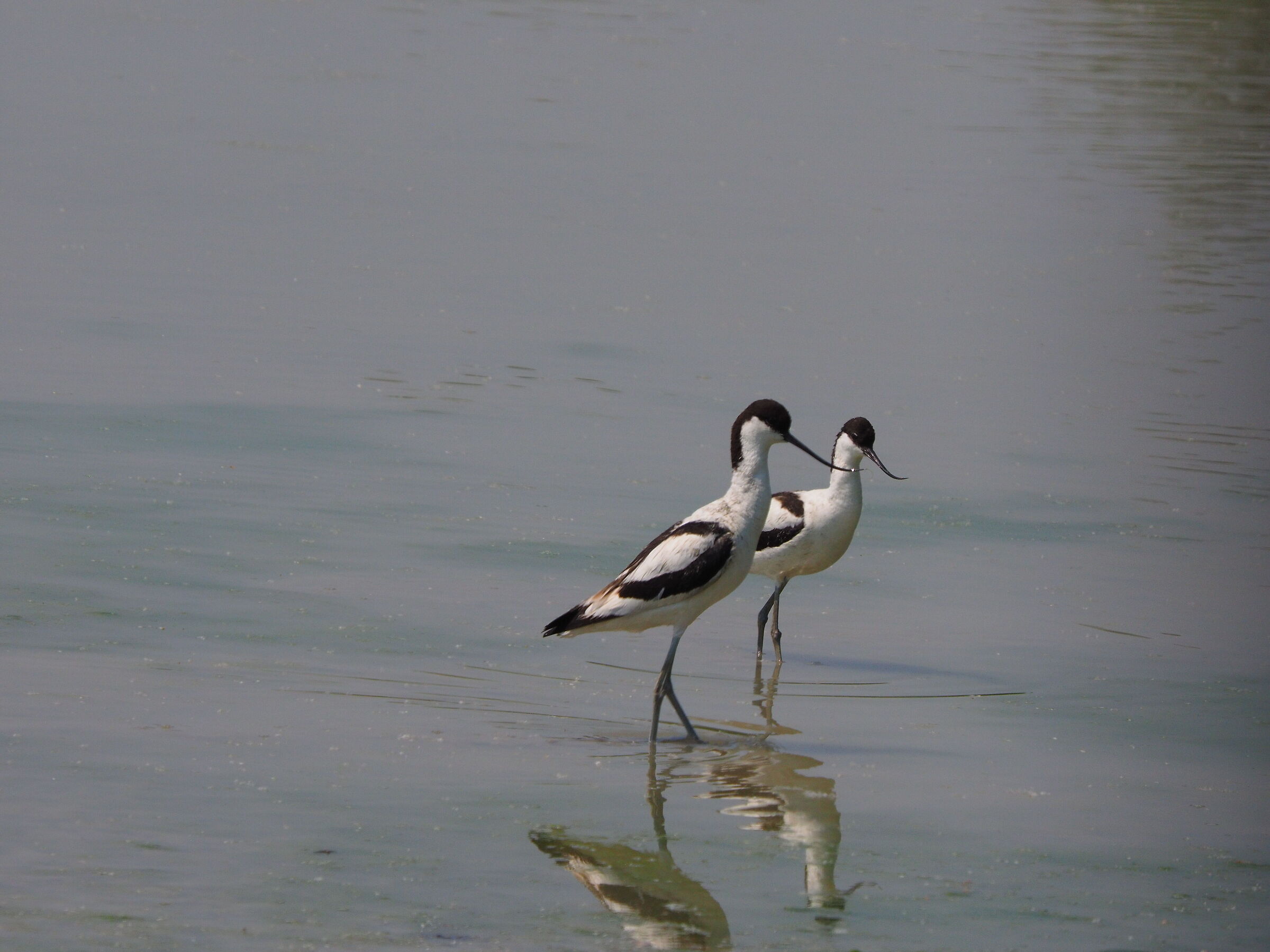 Pair of Avocets