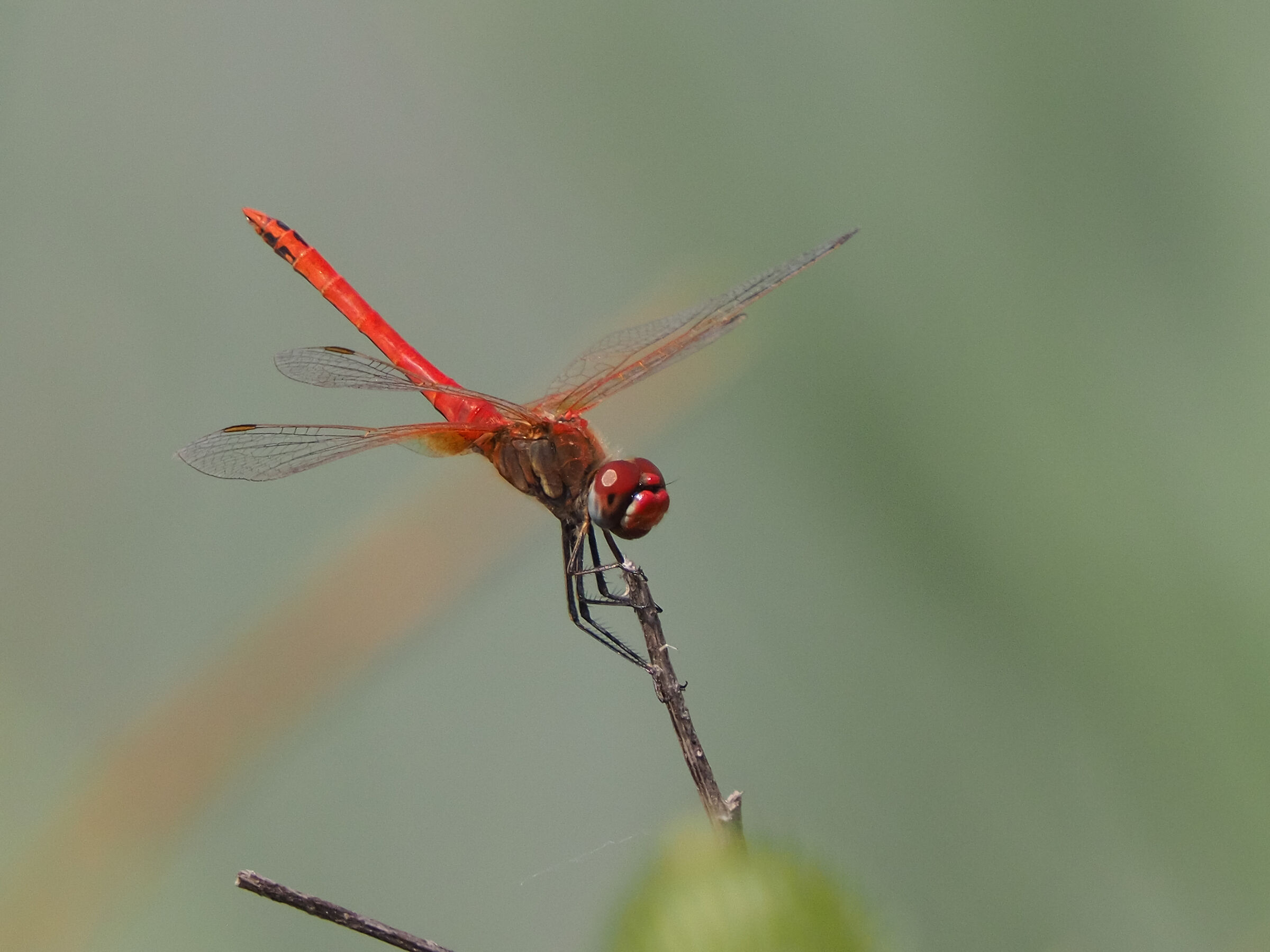 Dragonfly
