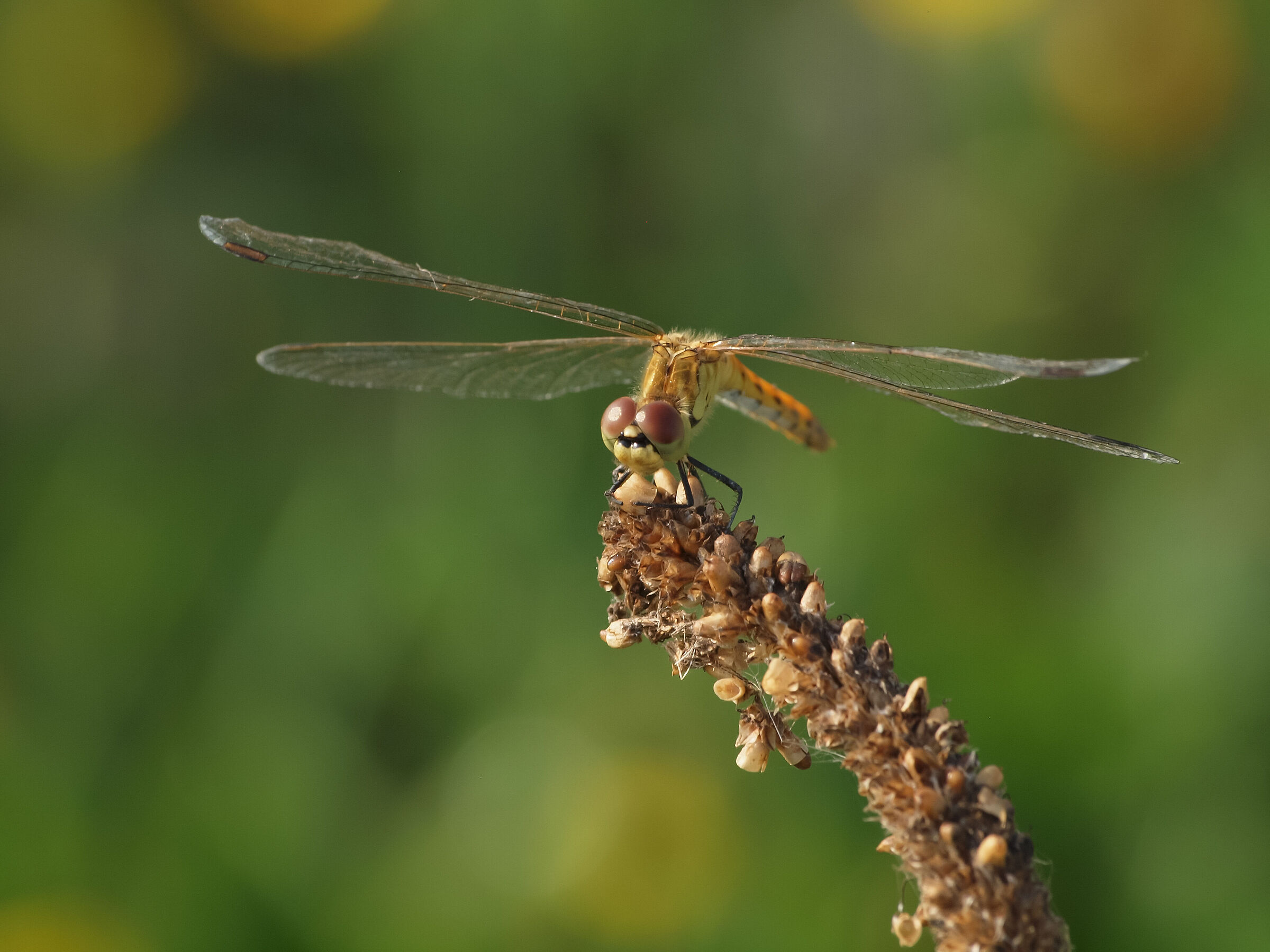 Dragonfly