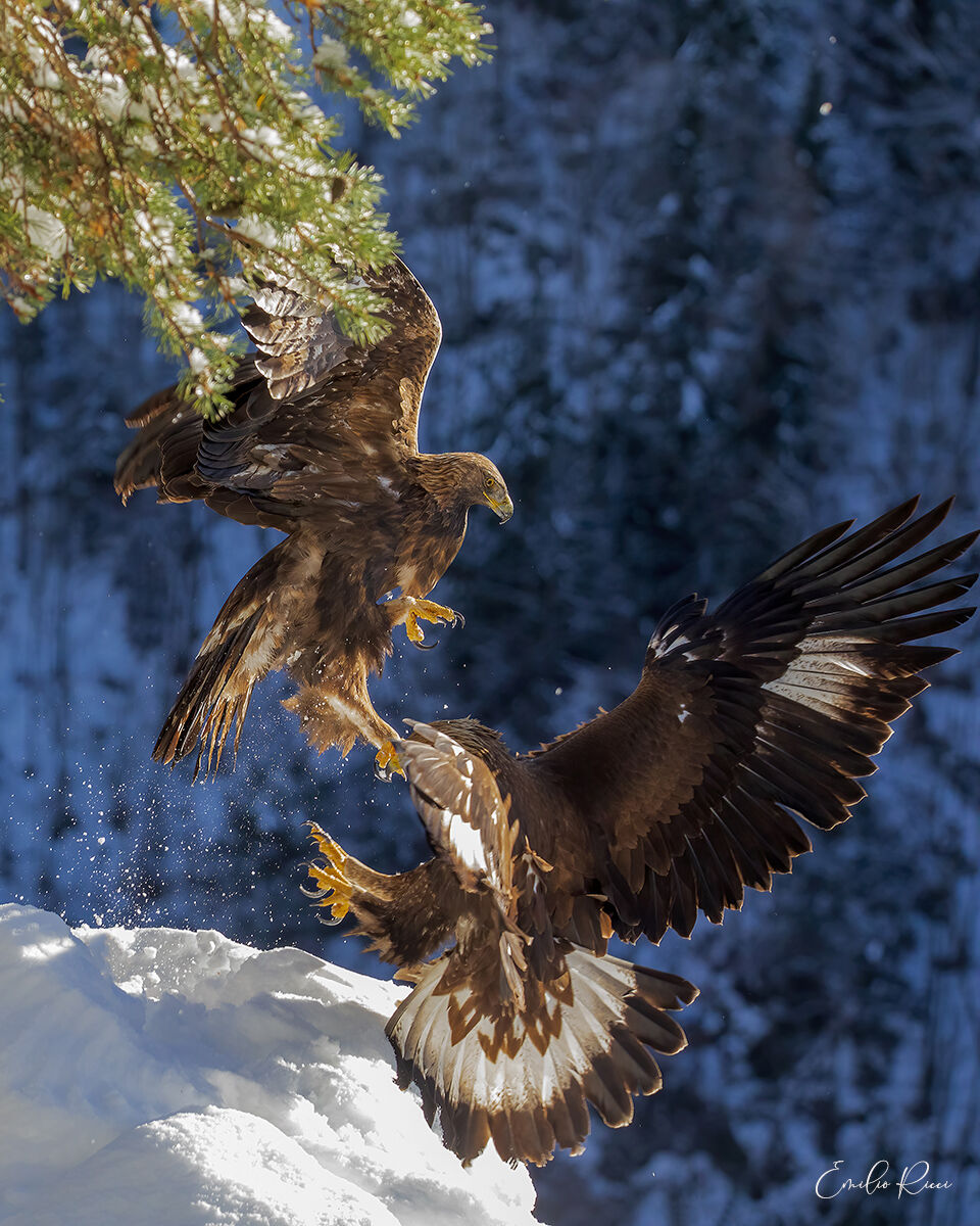 Golden Eagles Italian Alps