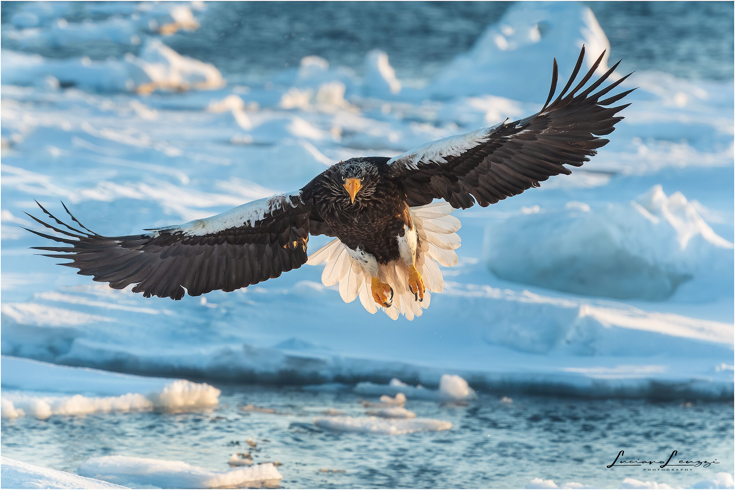 Aquila di mare di Steller