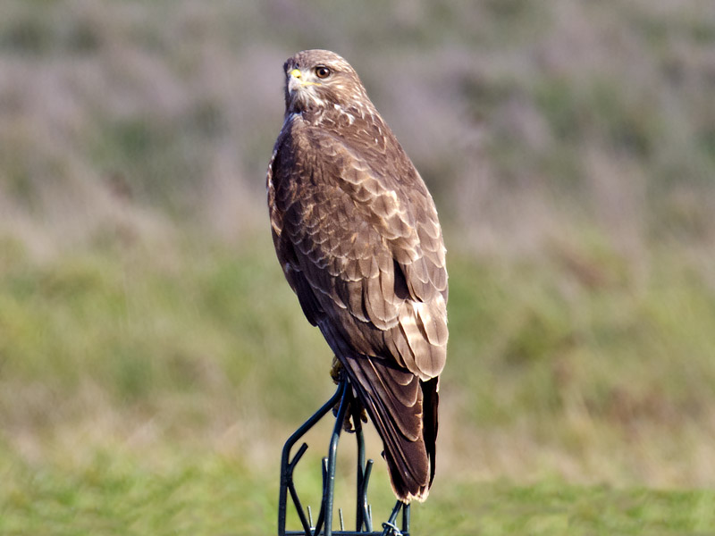 Buteo buteo (poiana)