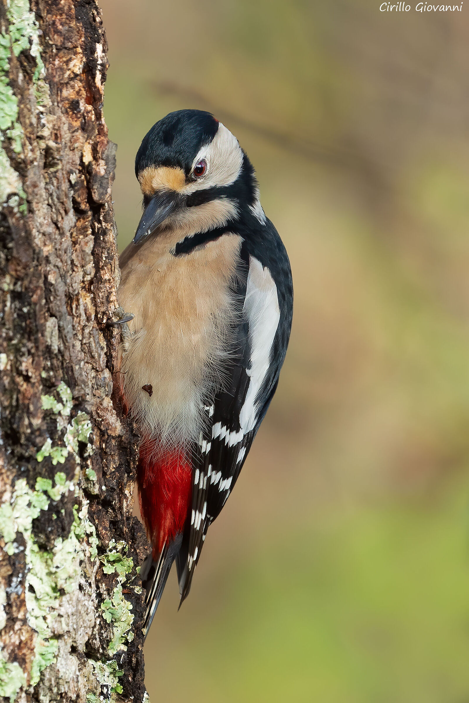 picchio rosso maggiore maschio