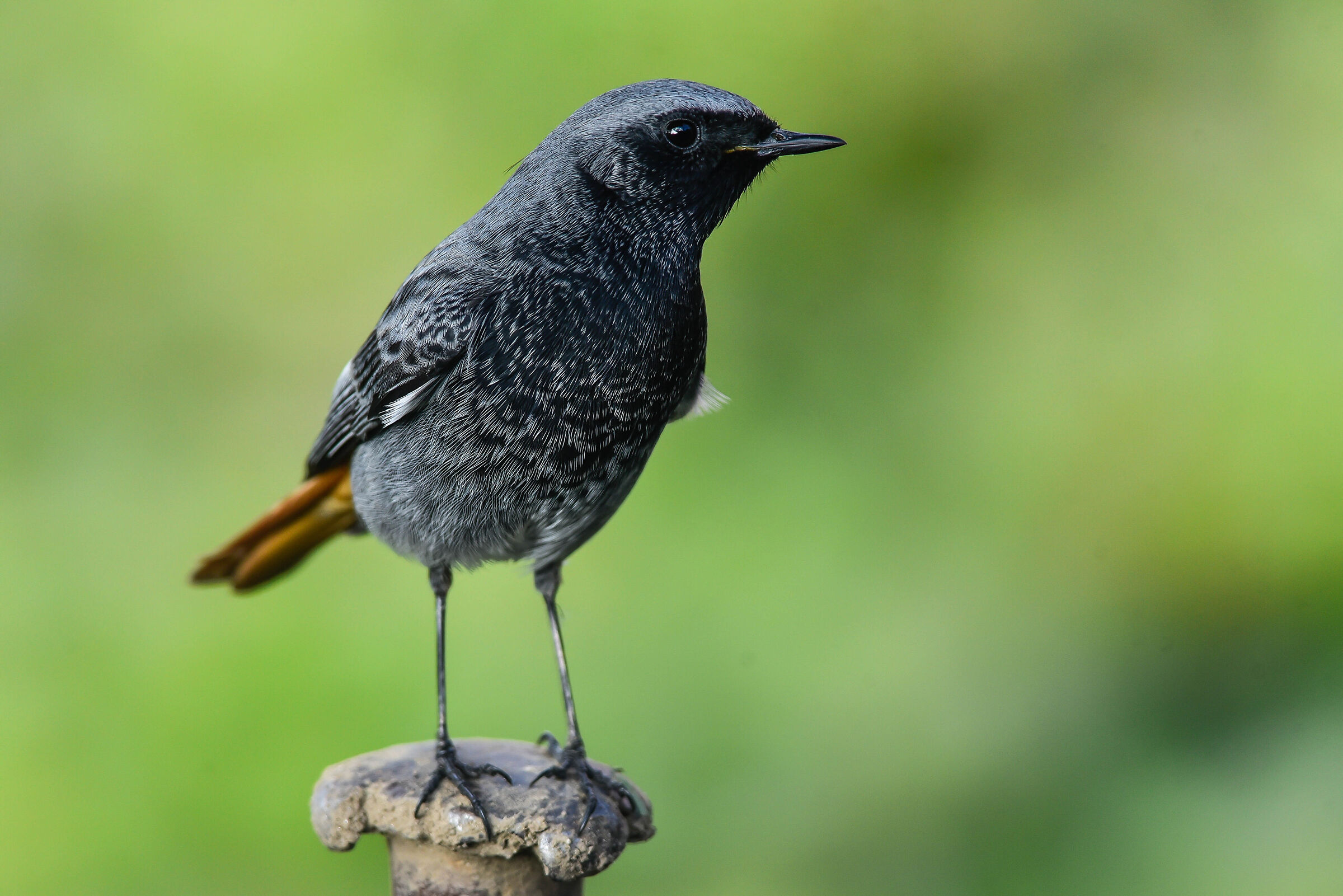 Coirosso fireplace sweep