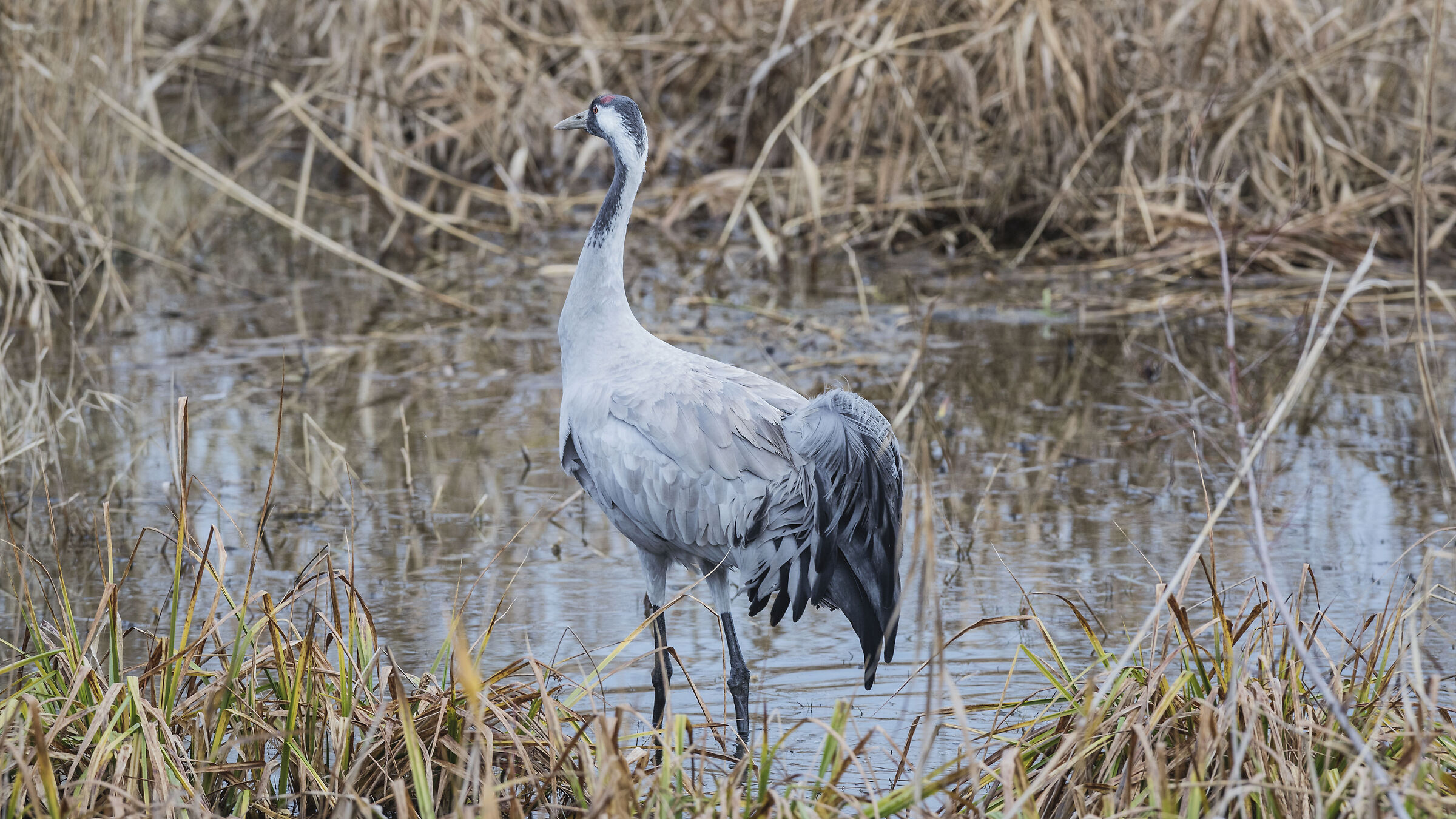 gray crane December 2020