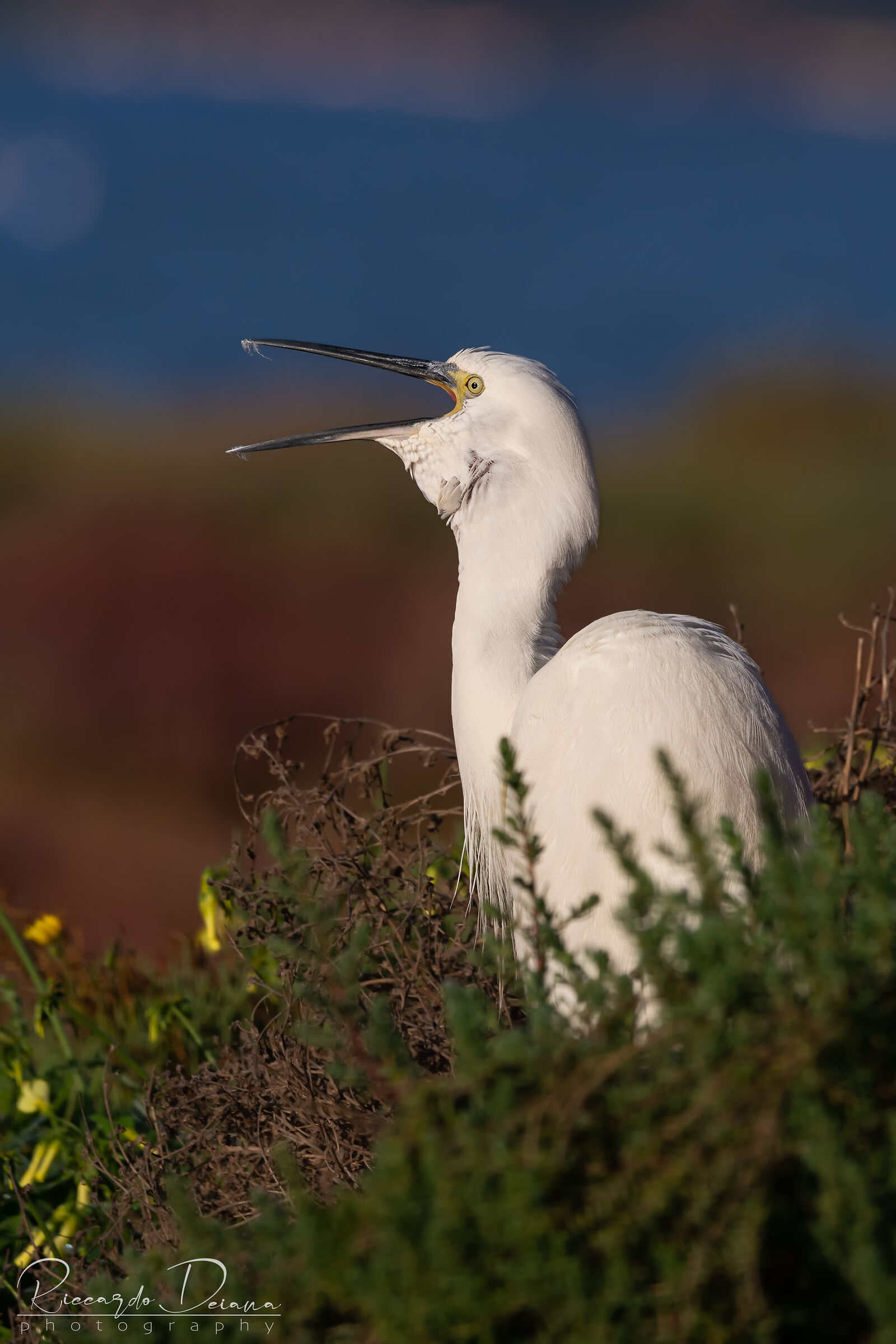 Oooo sooooleee miooo...