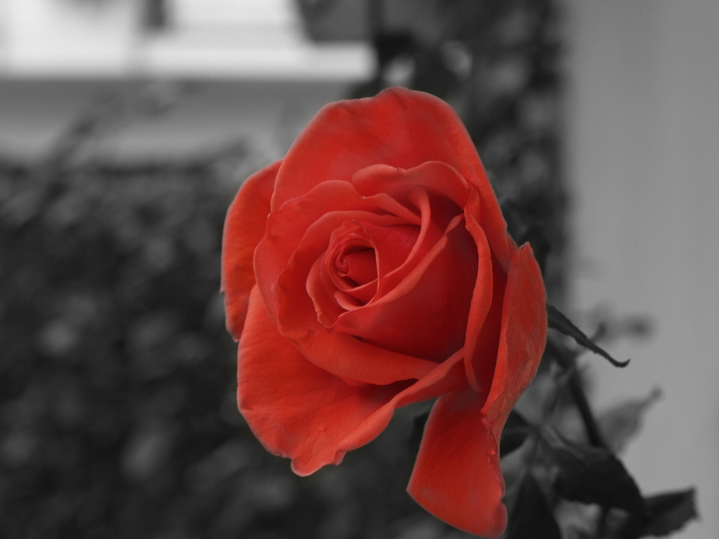 Black and white... and red