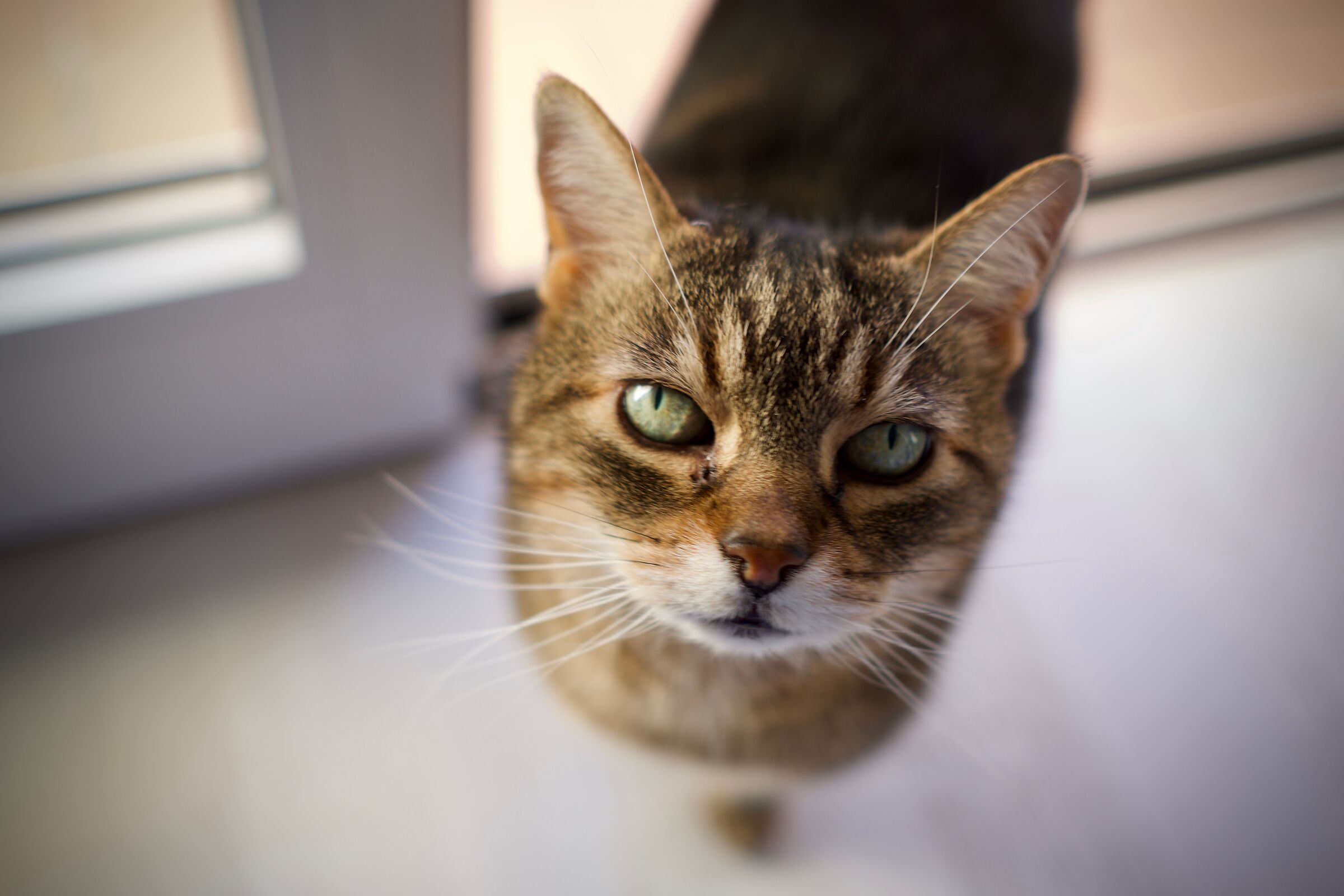 Quindi? (io sono Maya)