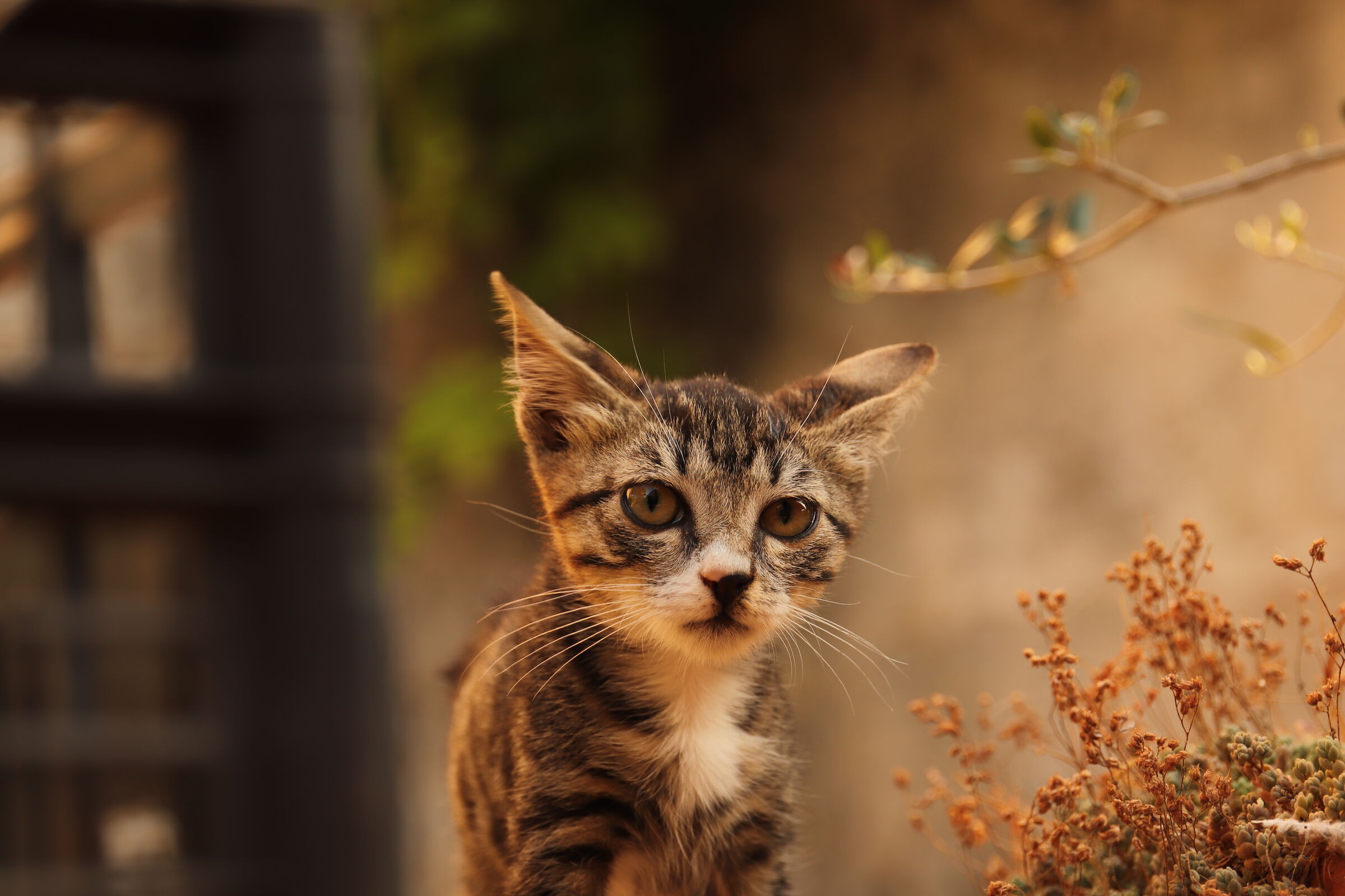 Lo sò sono piccolo..