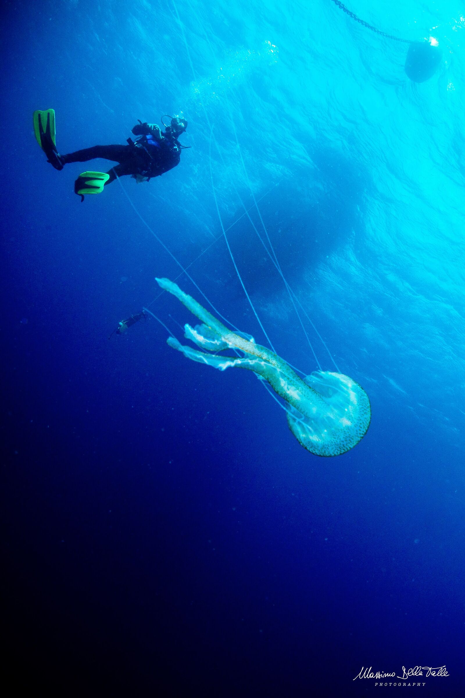 Deco time with jellyfish