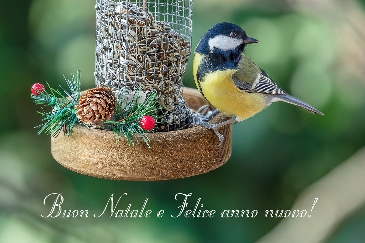 Tanti Auguri a tutti gli amici di juza