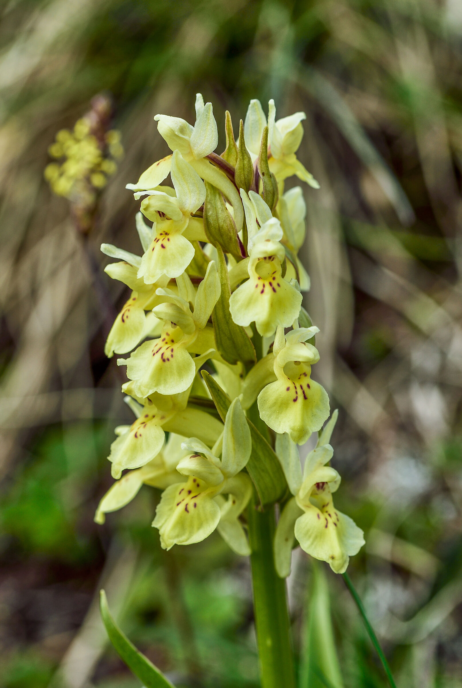orchidea dactylorhiza sambucina