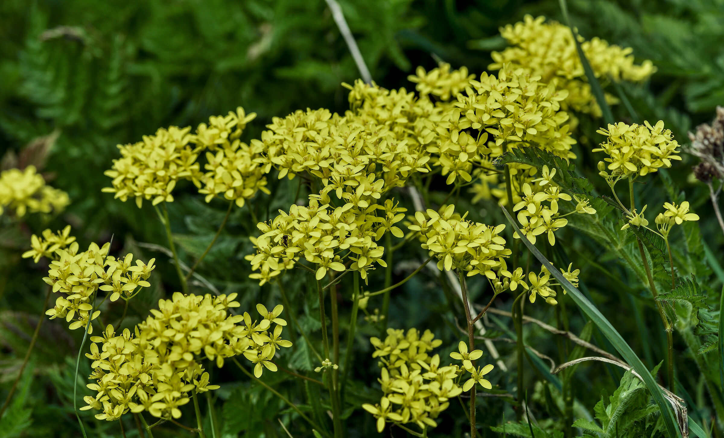 biscutella laevigata