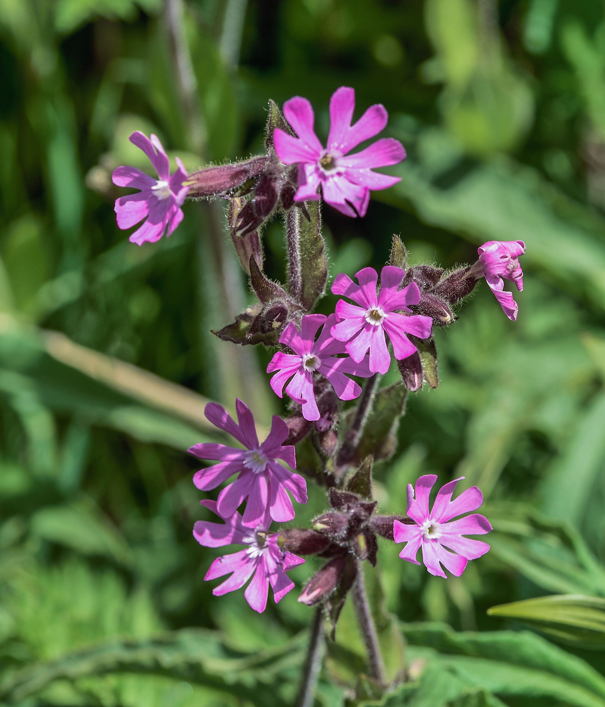 primula farinosa
