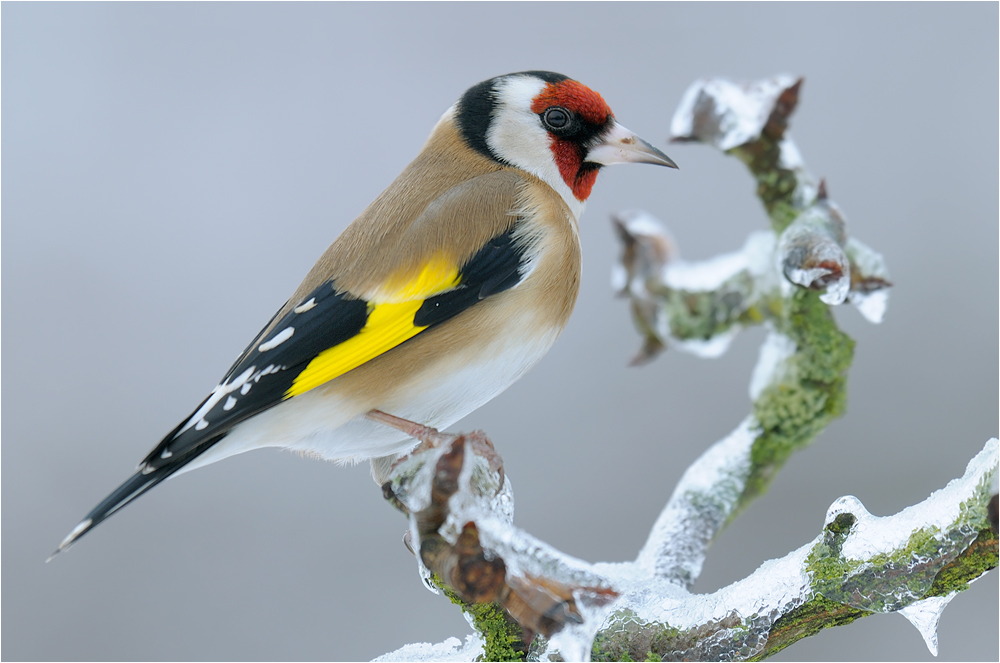 Carduelis carduelis
