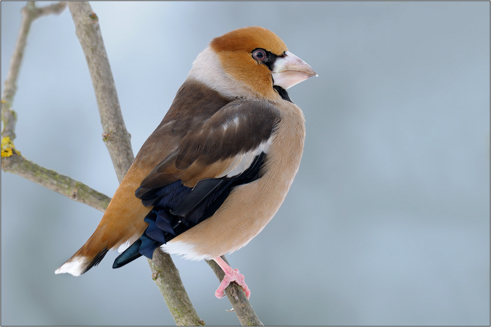 Coccothraustes coccothraustes
