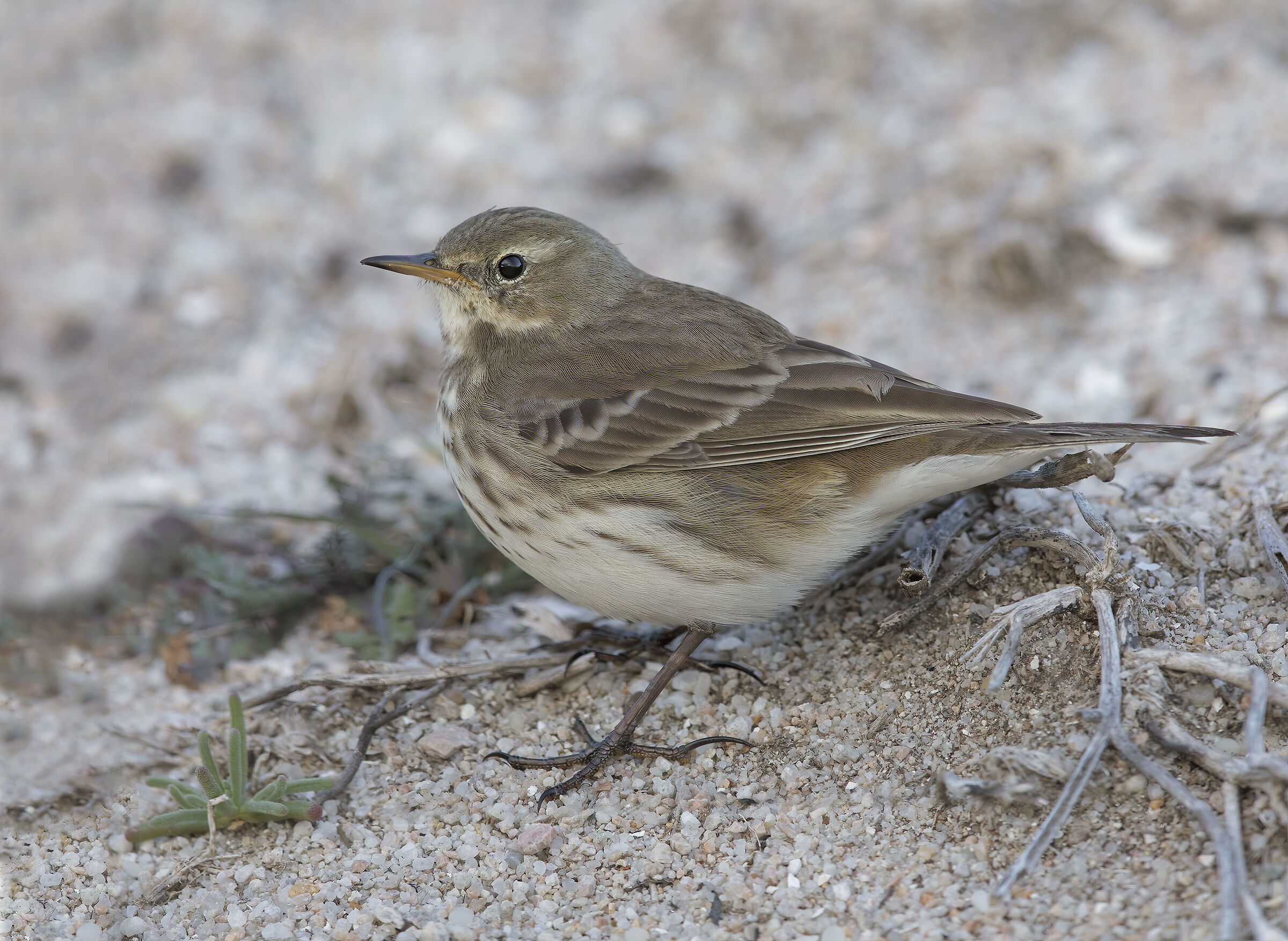 spioncello (anthus spinolet)