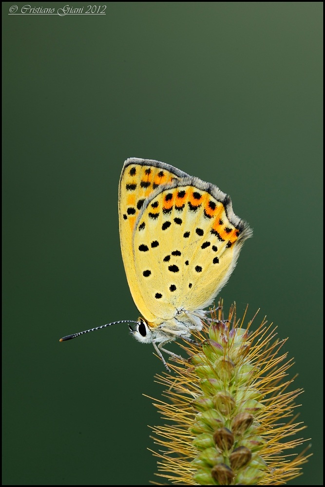 Licenide on a dark background
