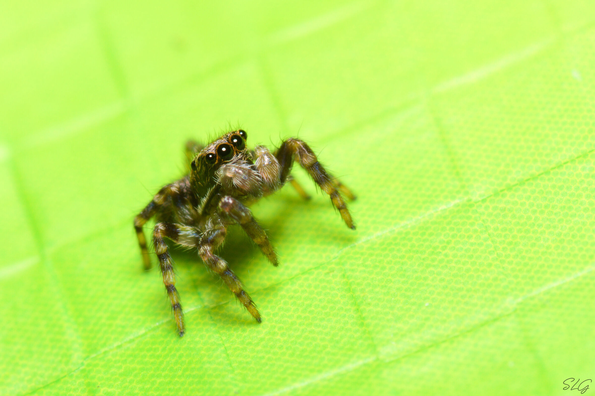 Salticidae