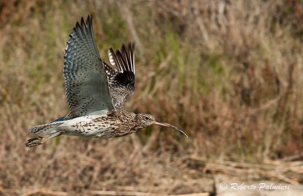 Chiurlo maggiore in volo