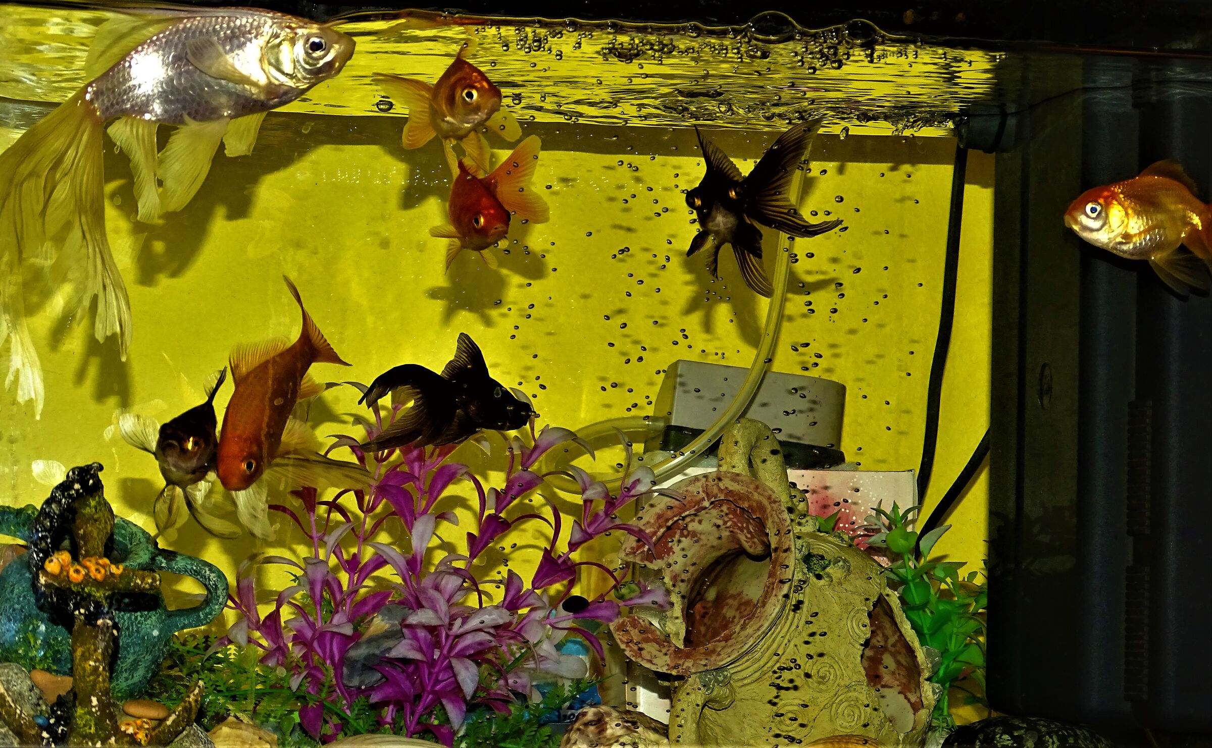 acquario al completo...