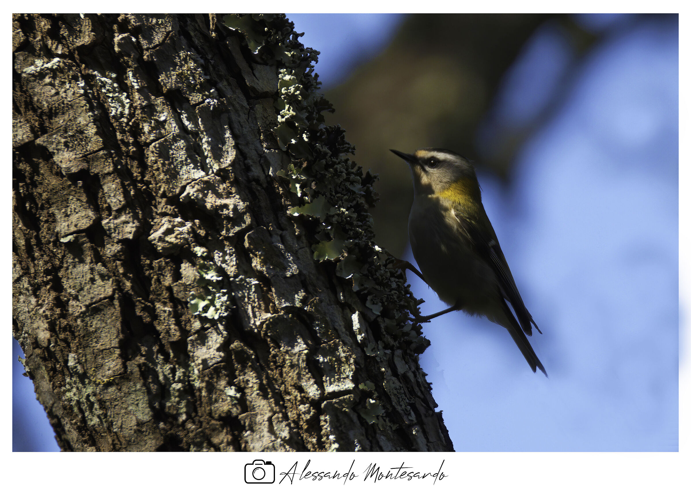 Il fiorrancino (Regulus ignicapilla) - Puglia - 12/2020