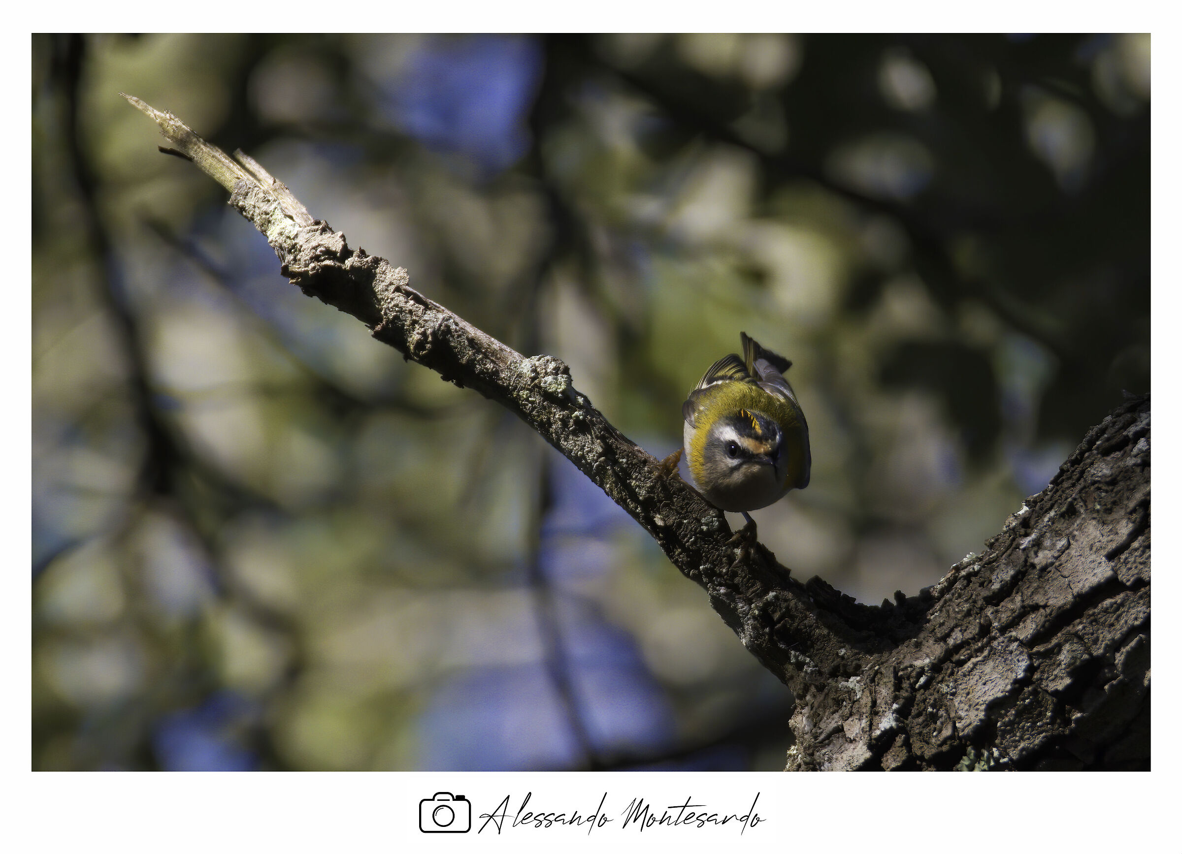 Il fiorrancino (Regulus ignicapilla) - Puglia - 12/2020