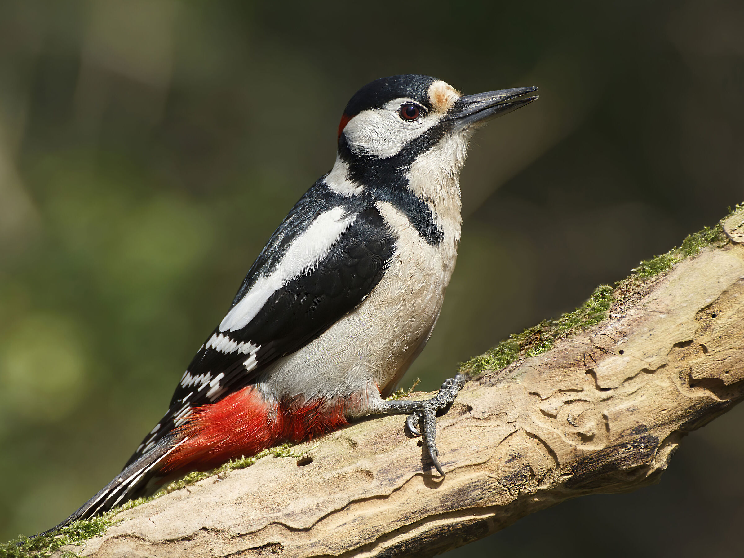 picchio rosso maggiore