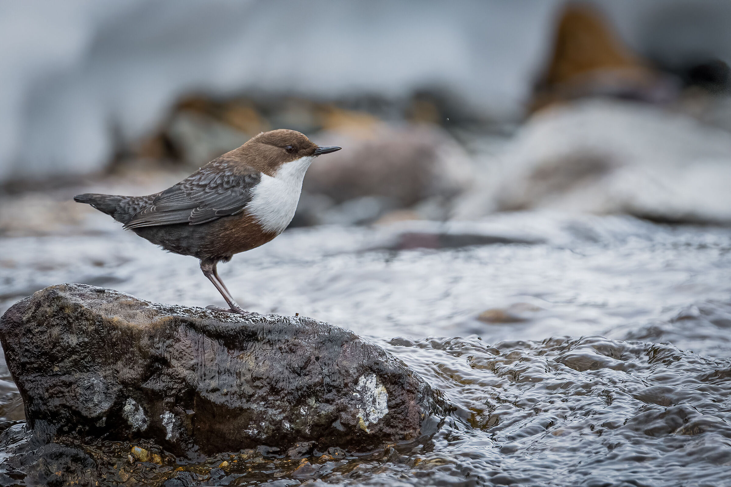 Ambiente invernale (merlo acquaiolo)