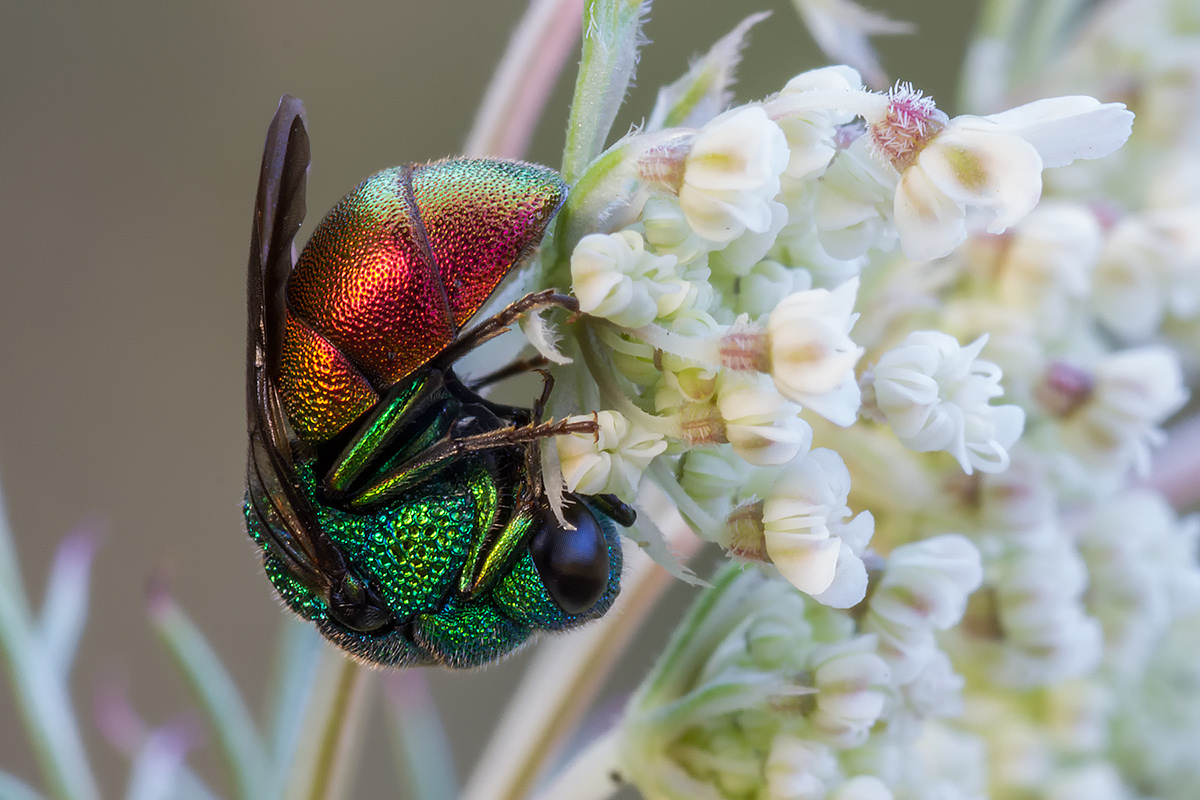 Hymenoptera Chrysididae