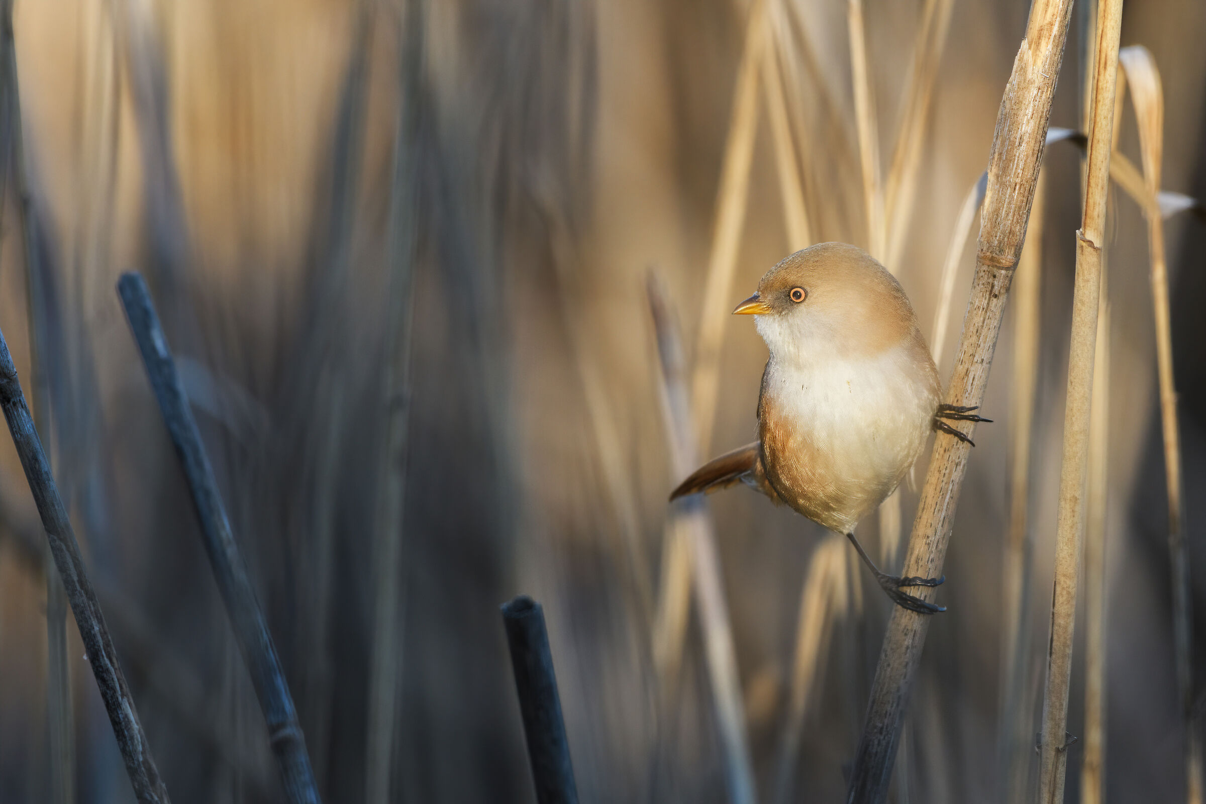 Luce sulla Basettina