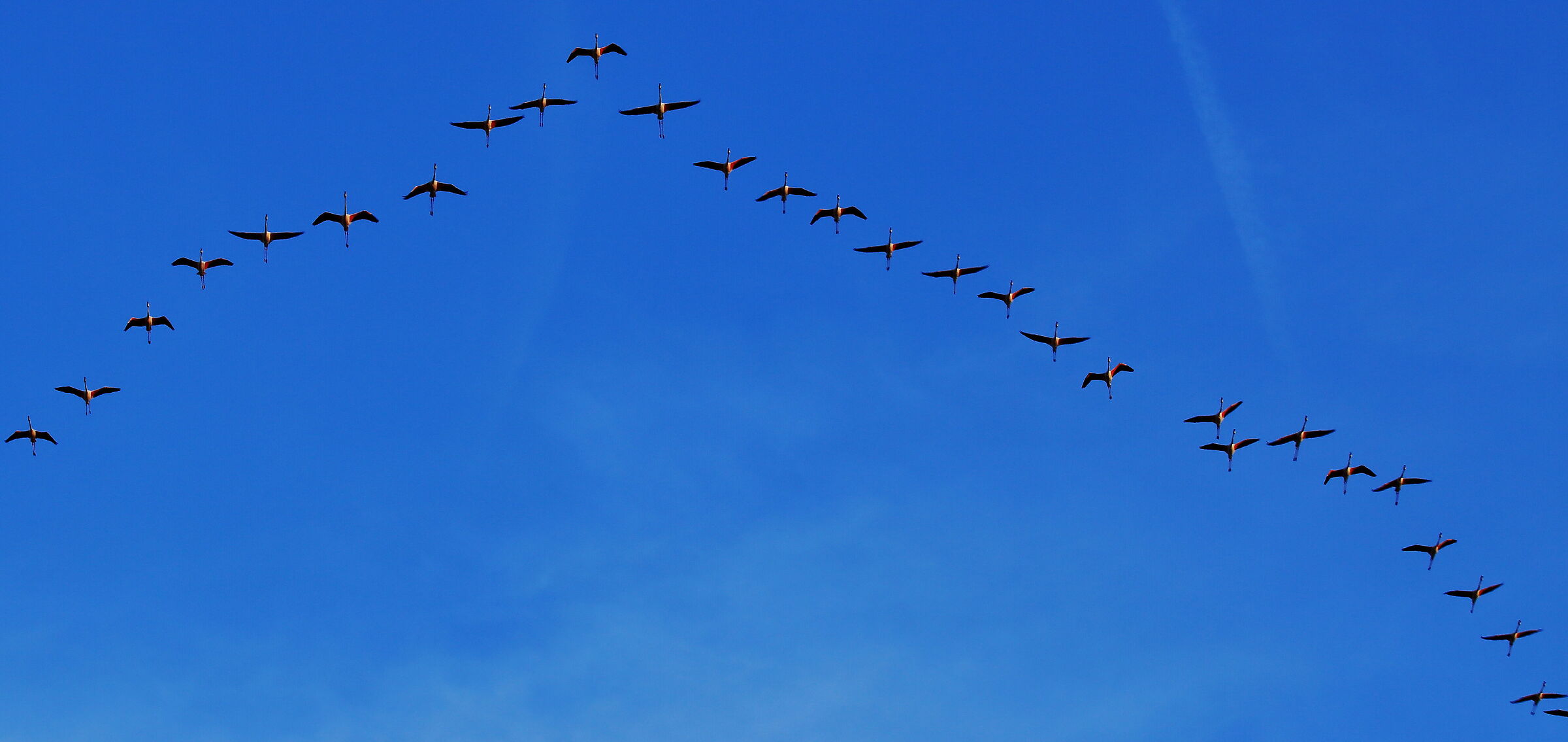 ... flamingos in formation...