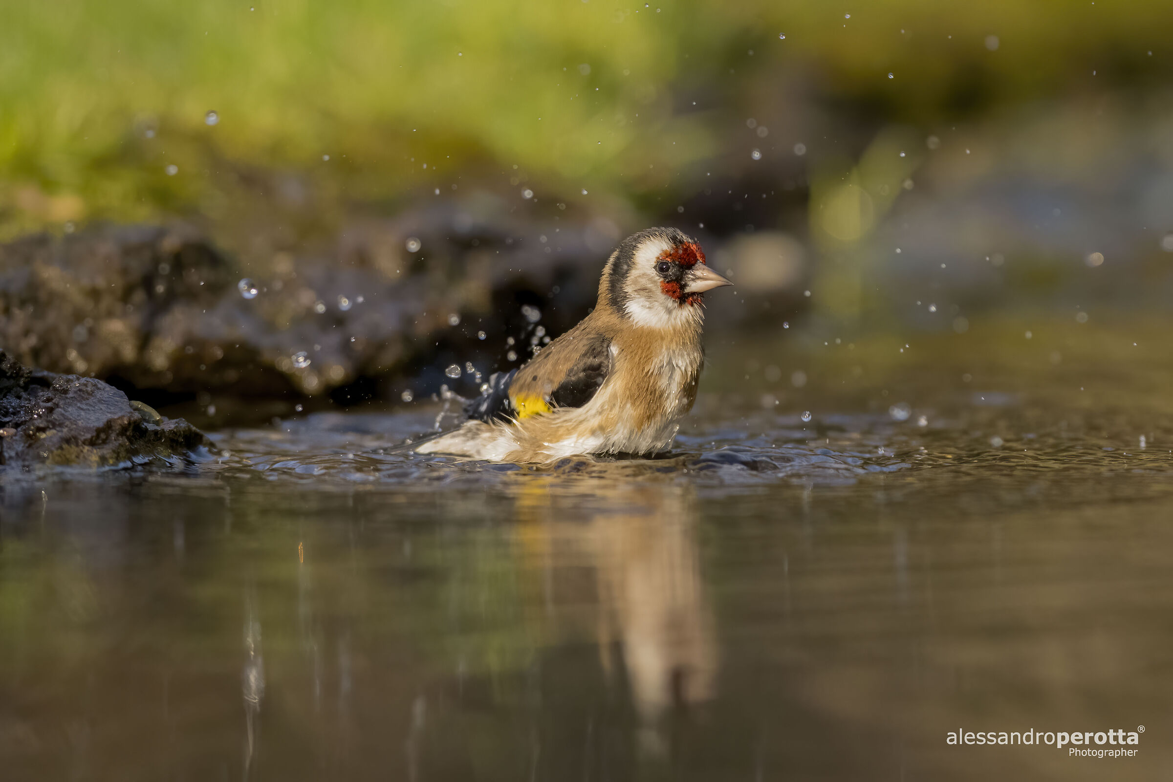 Carduelis carduelis