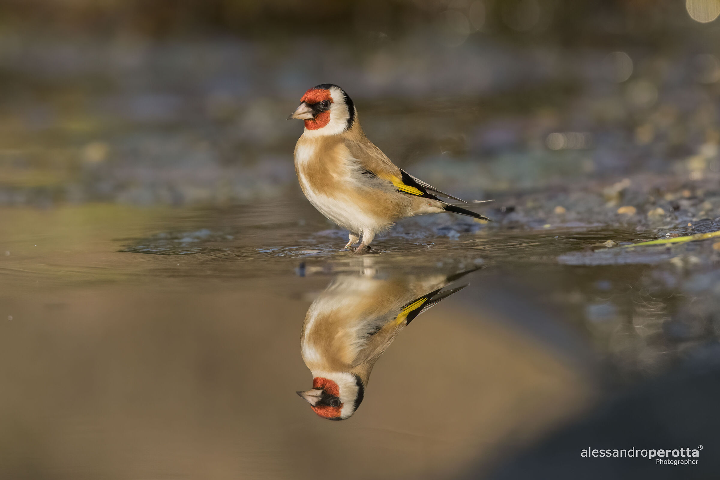 Carduelis carduelis