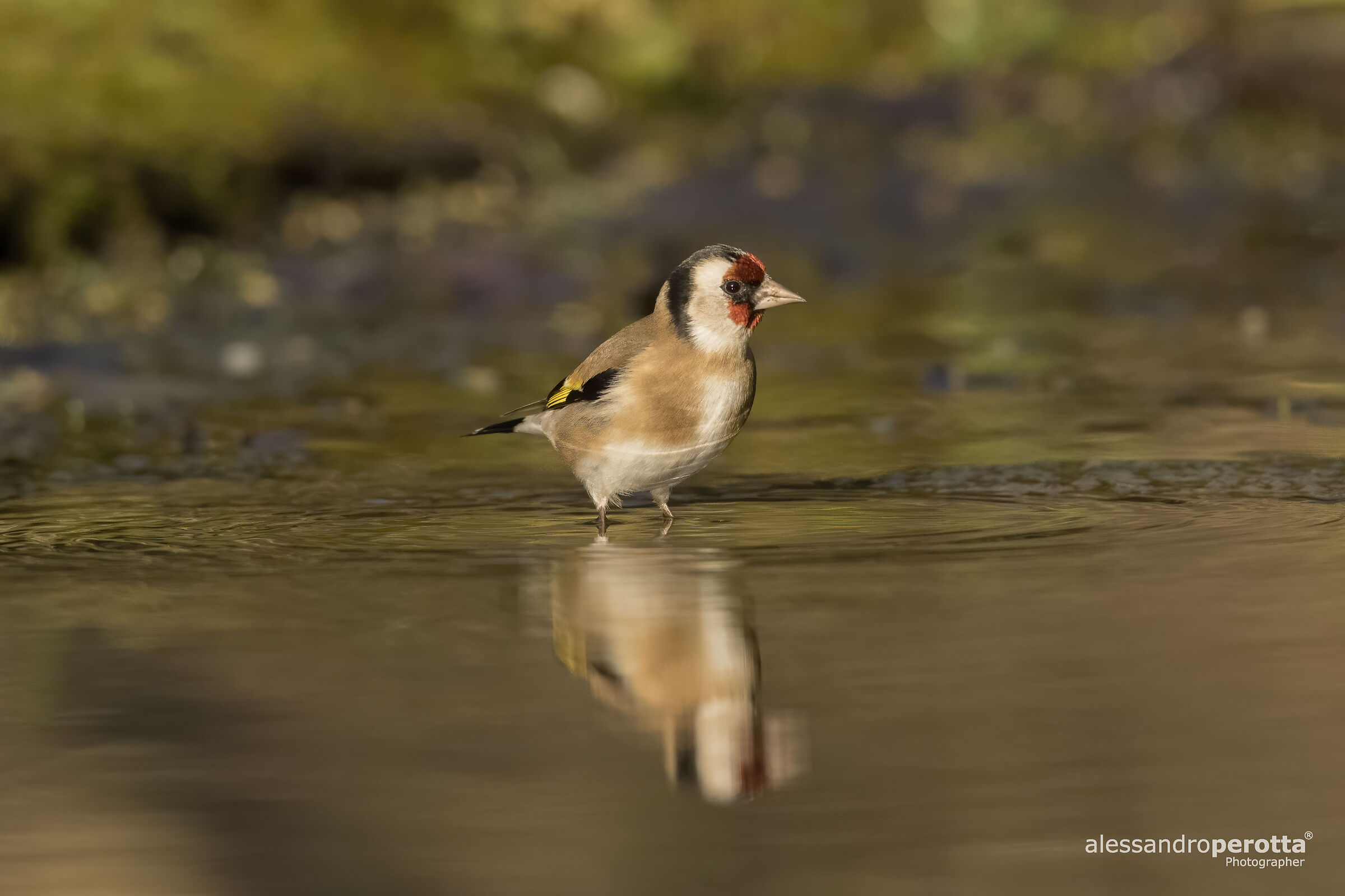Carduelis carduelis